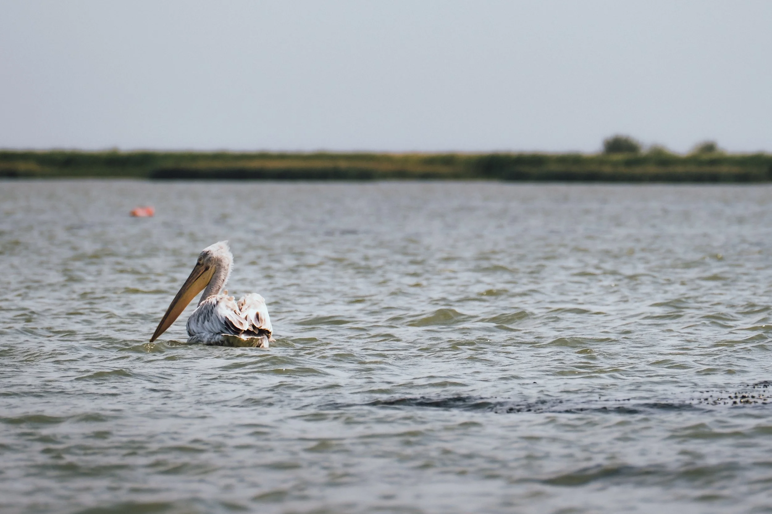 DSCF7812.jpg