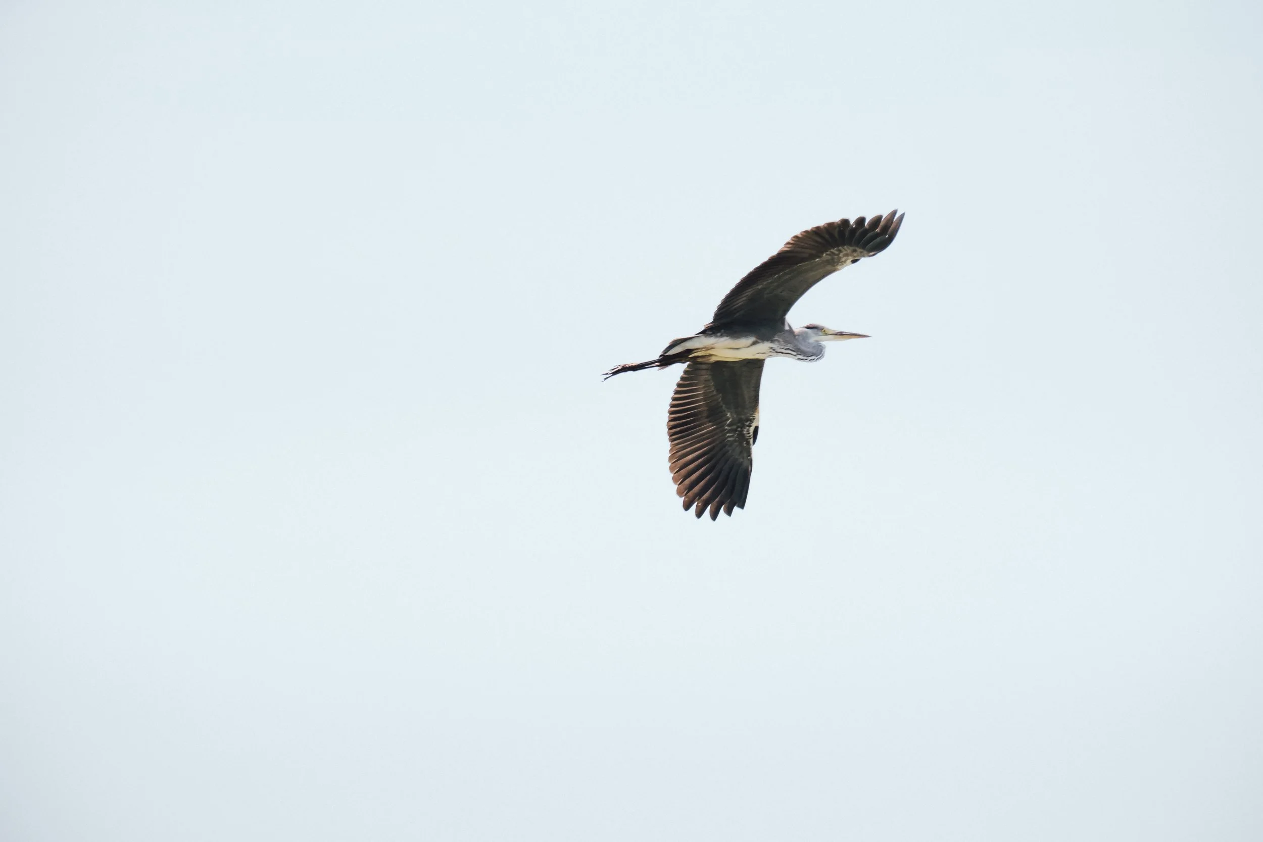 DSCF6382.jpg