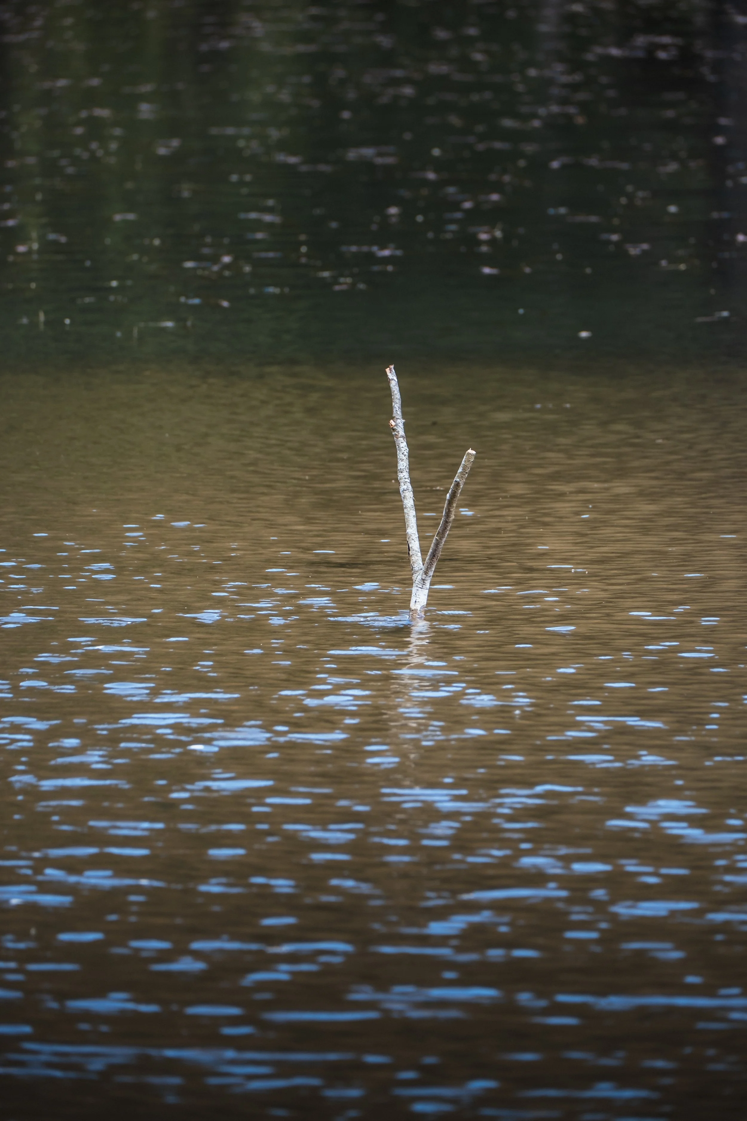 DSCF7642.jpg