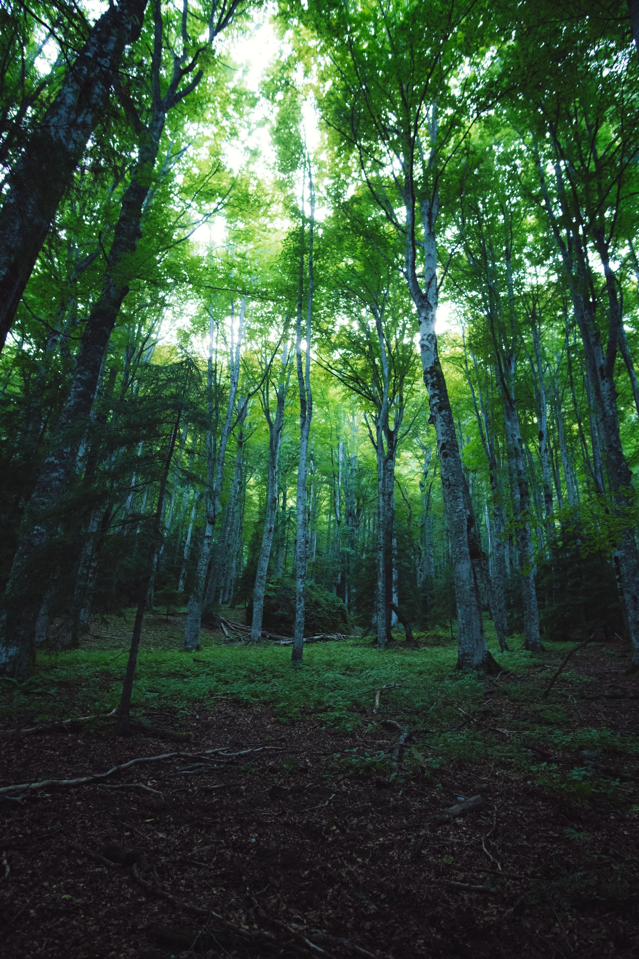 Bucegi Mountains and it's green forests captured on 09/09/2023
