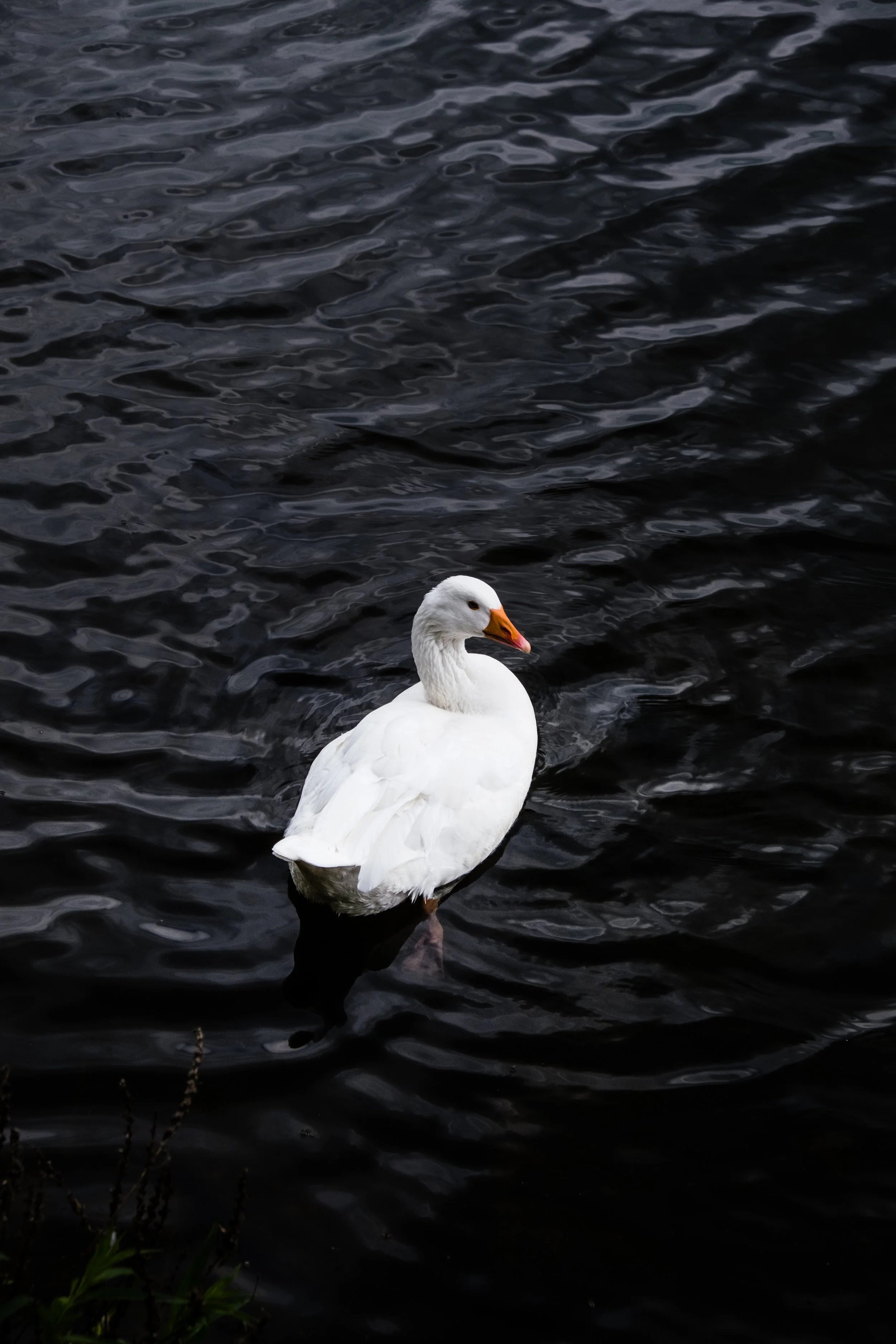 DSCF3396.jpg