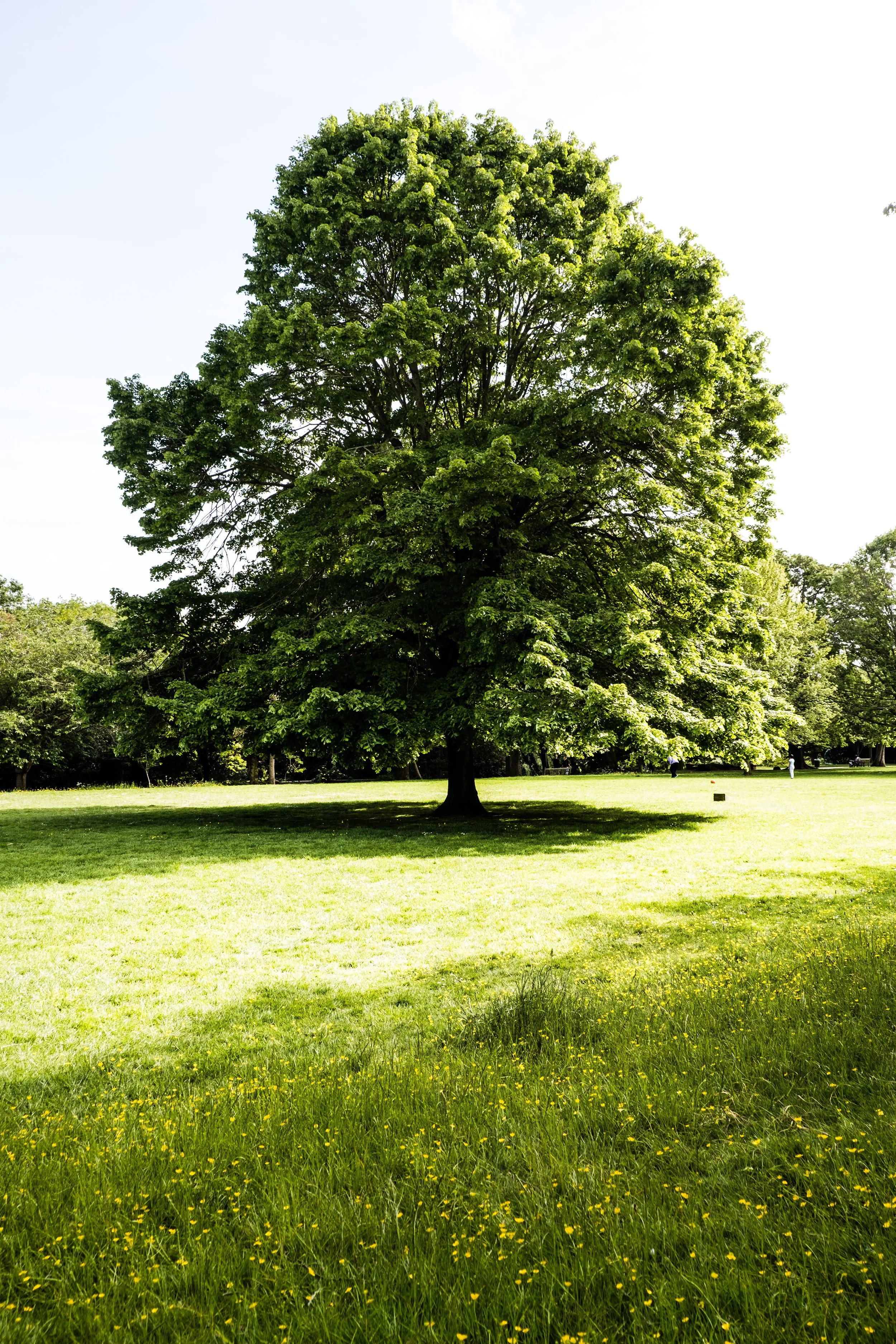 DSCF3812.jpg