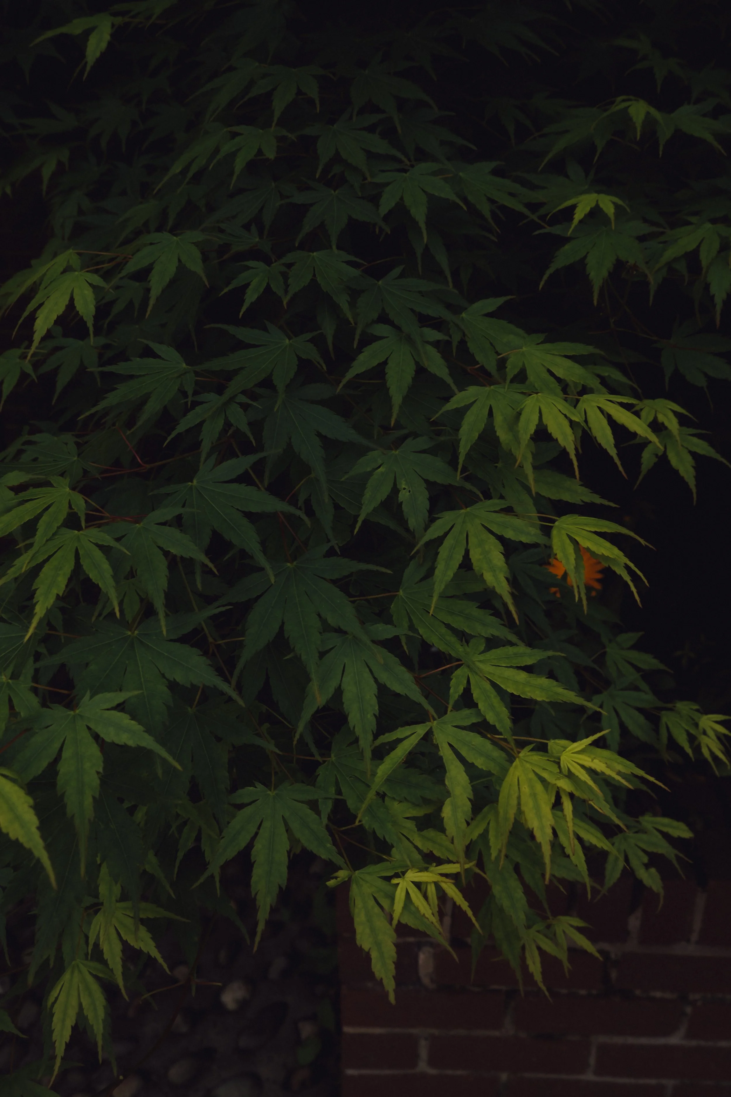 DSCF2270.jpg