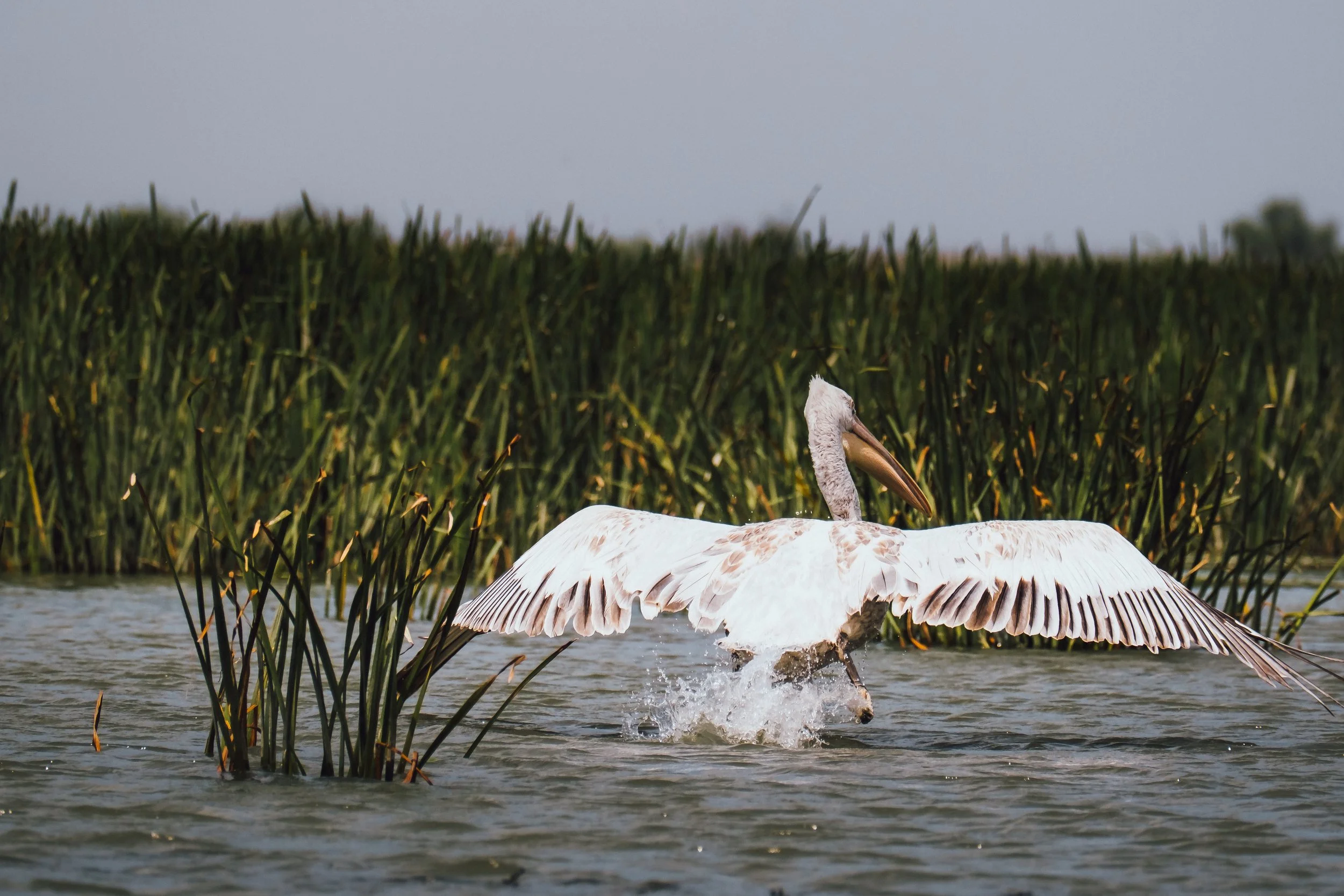 DSCF7617.jpg