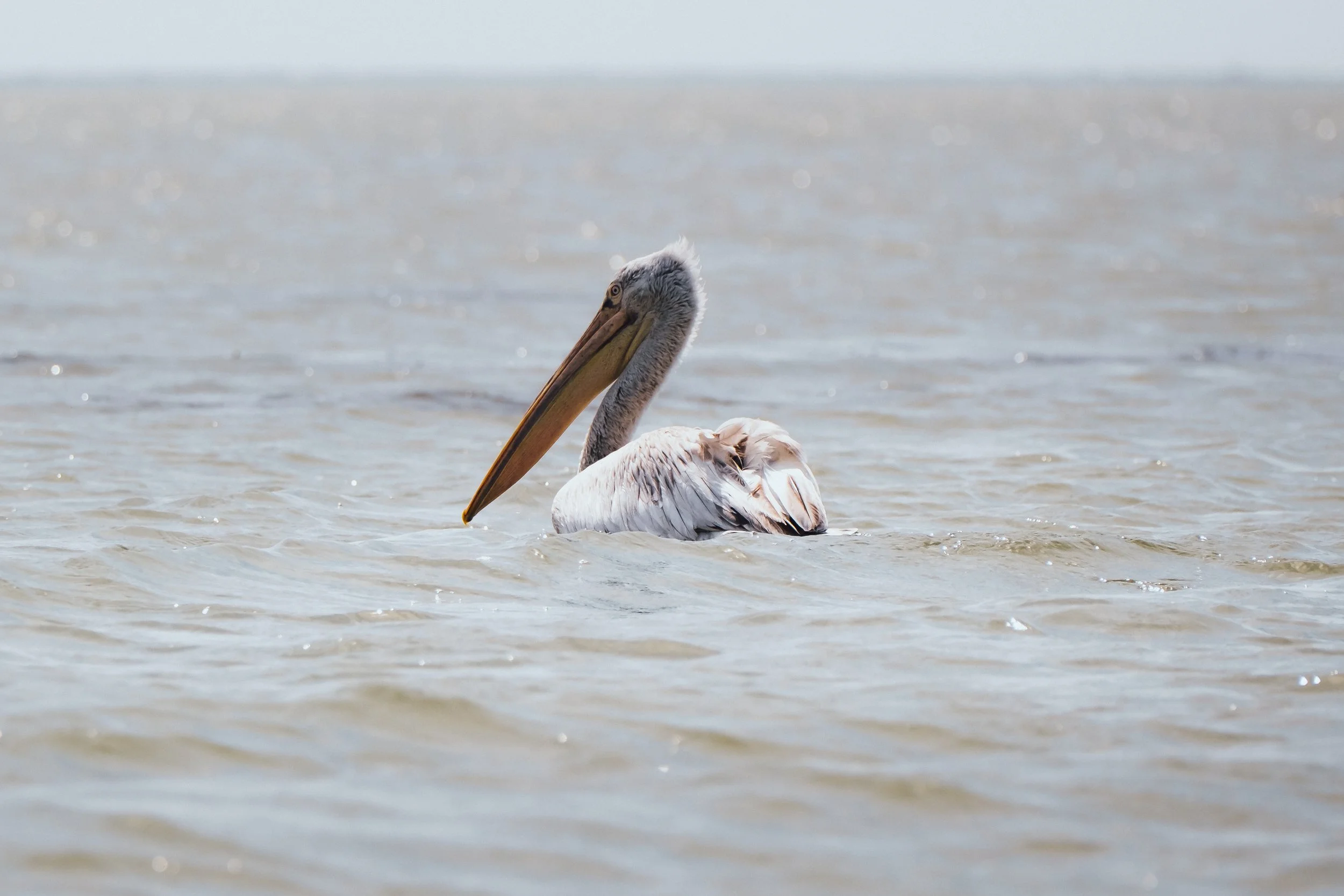 DSCF7771.jpg