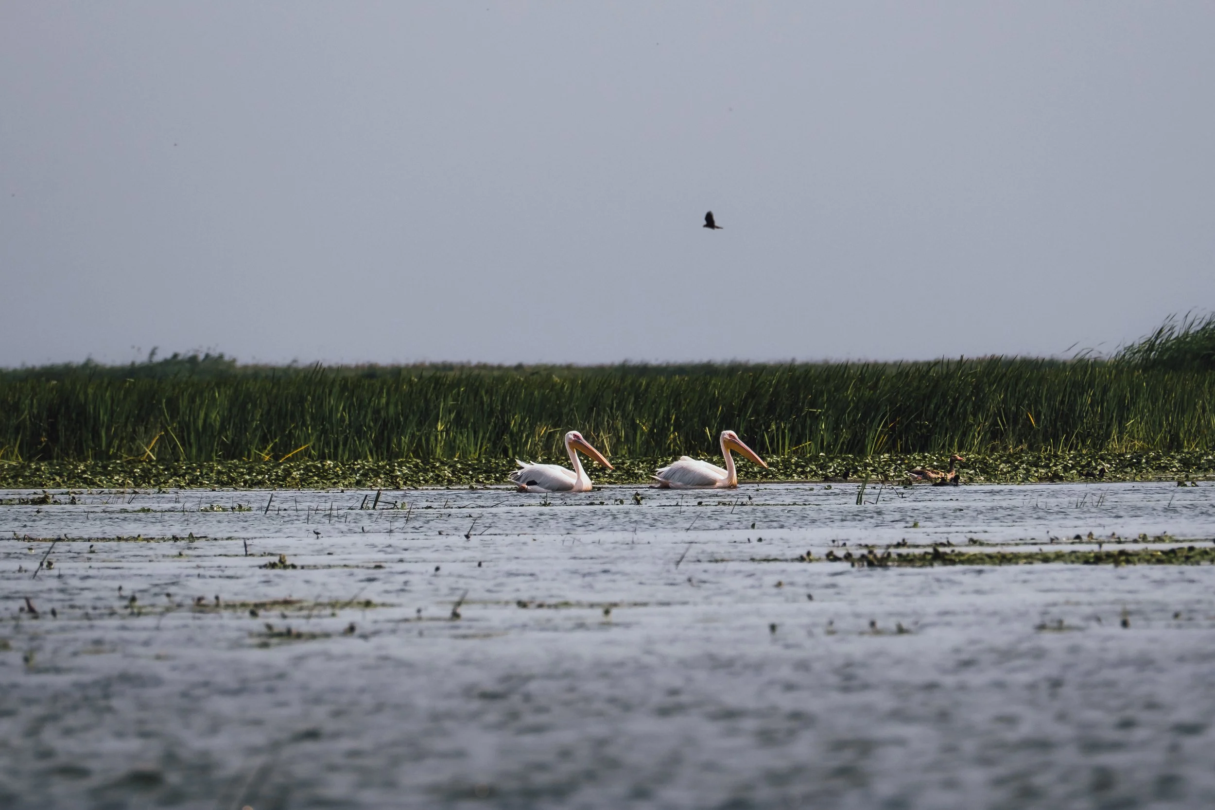 DSCF7928.jpg
