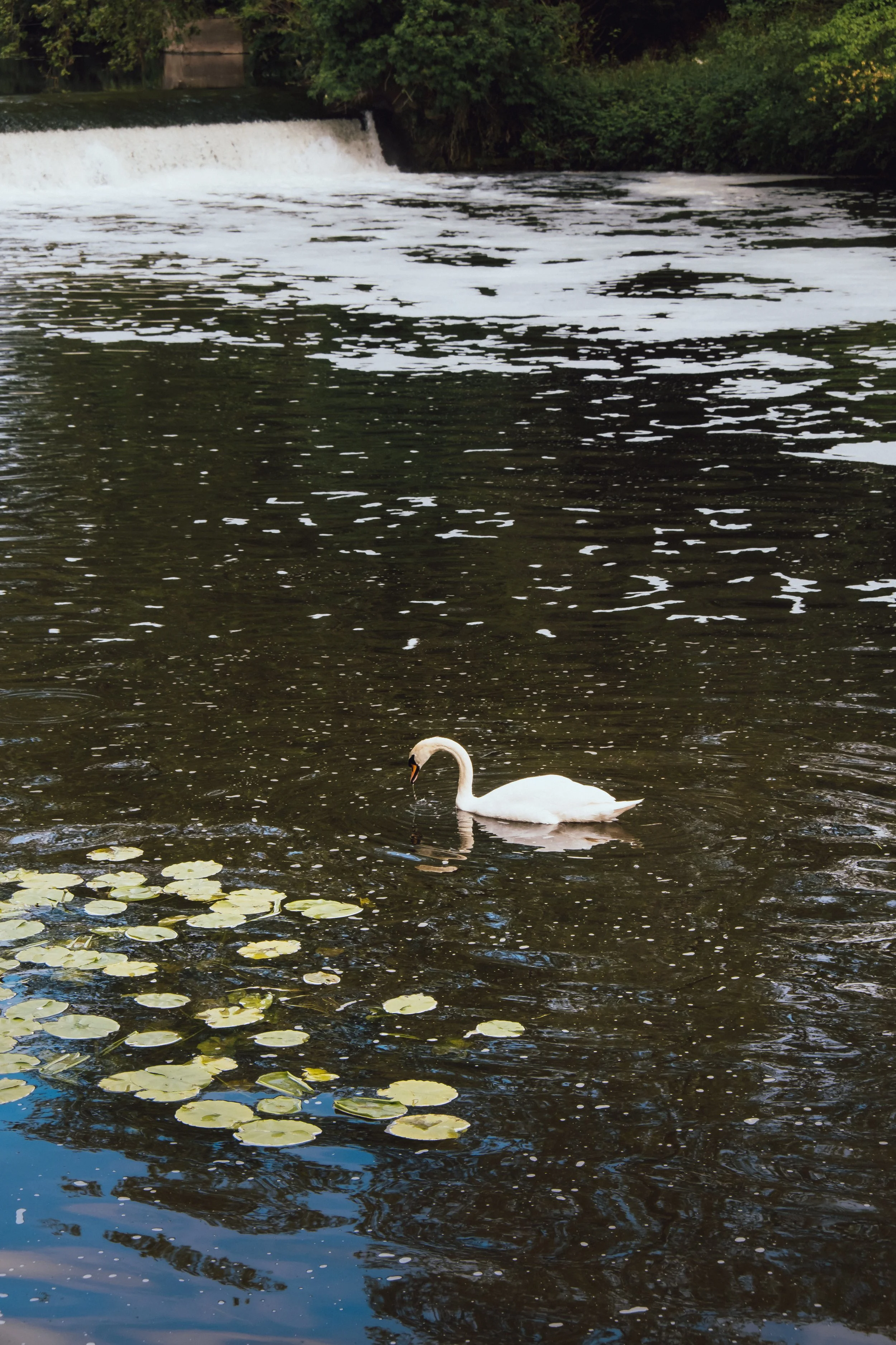 DSCF2966.jpg