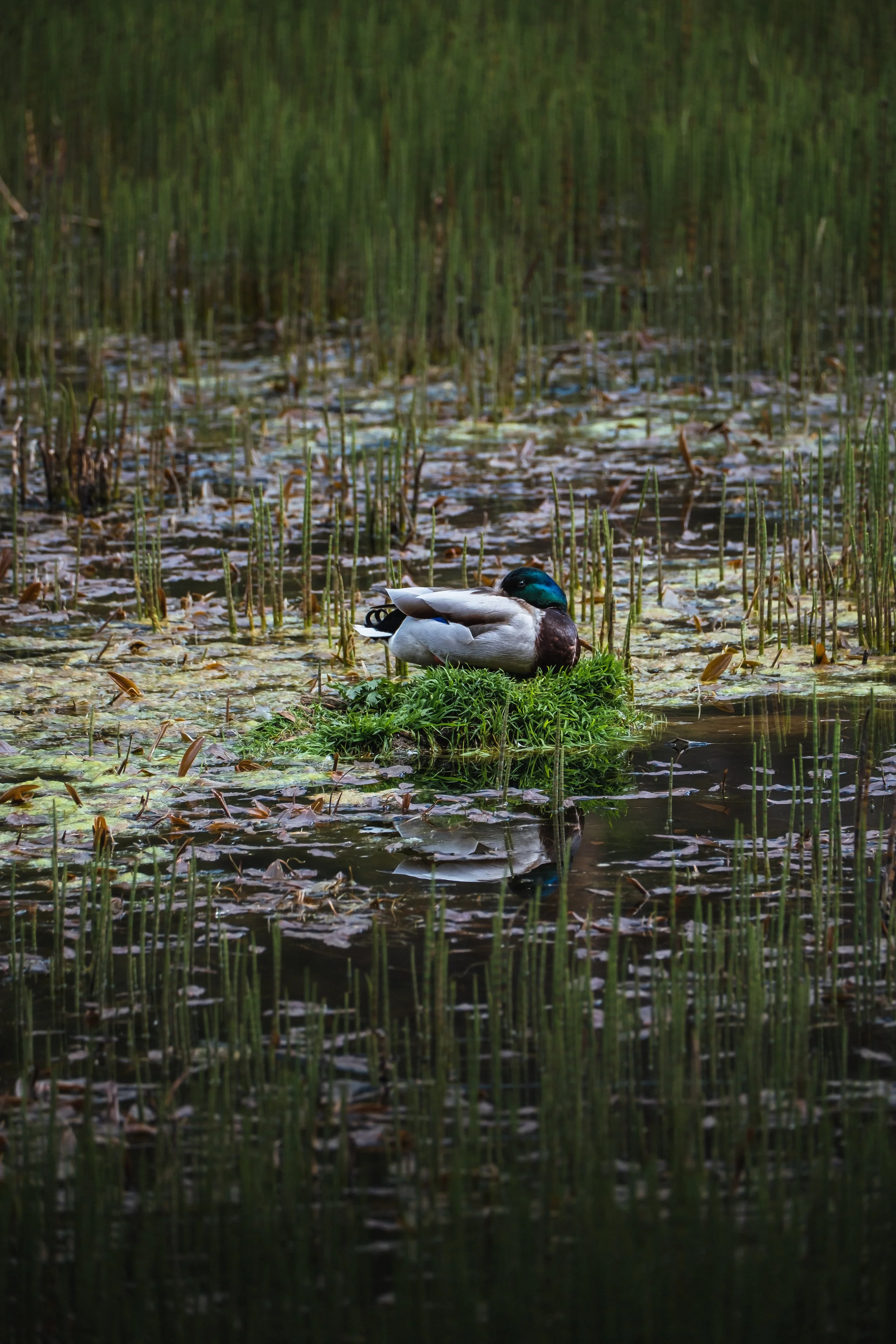 DSCF7587.jpg