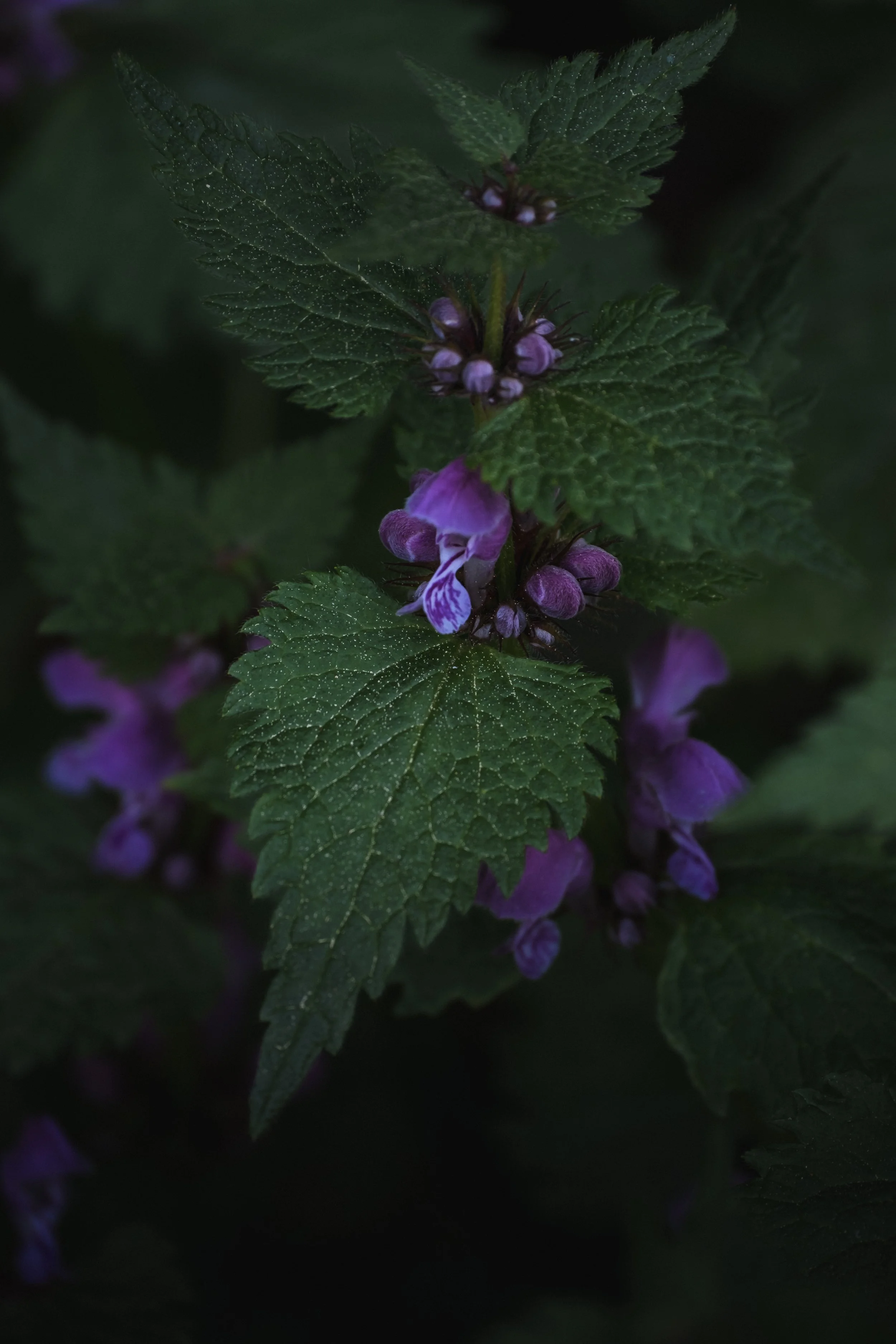 DSCF7674.jpg