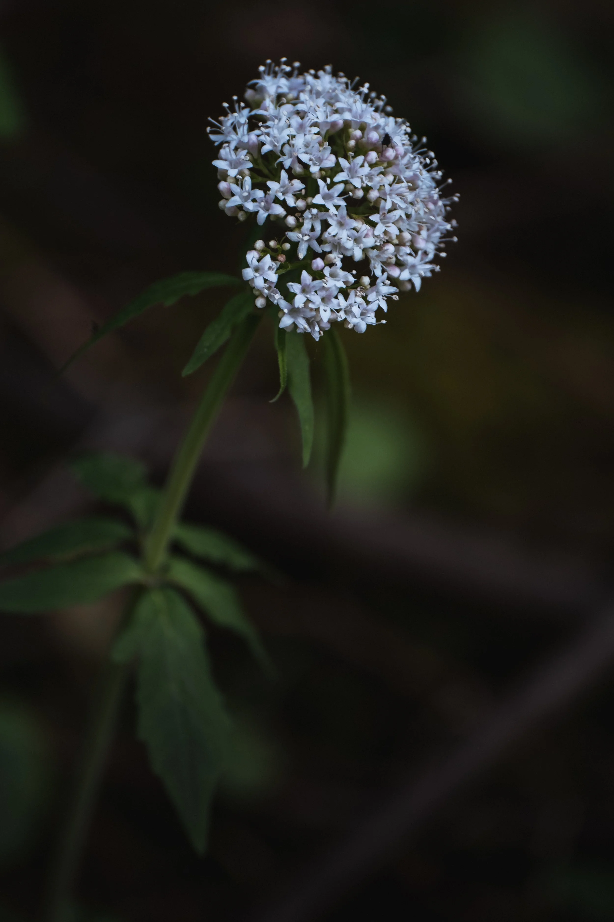 DSCF7607.jpg