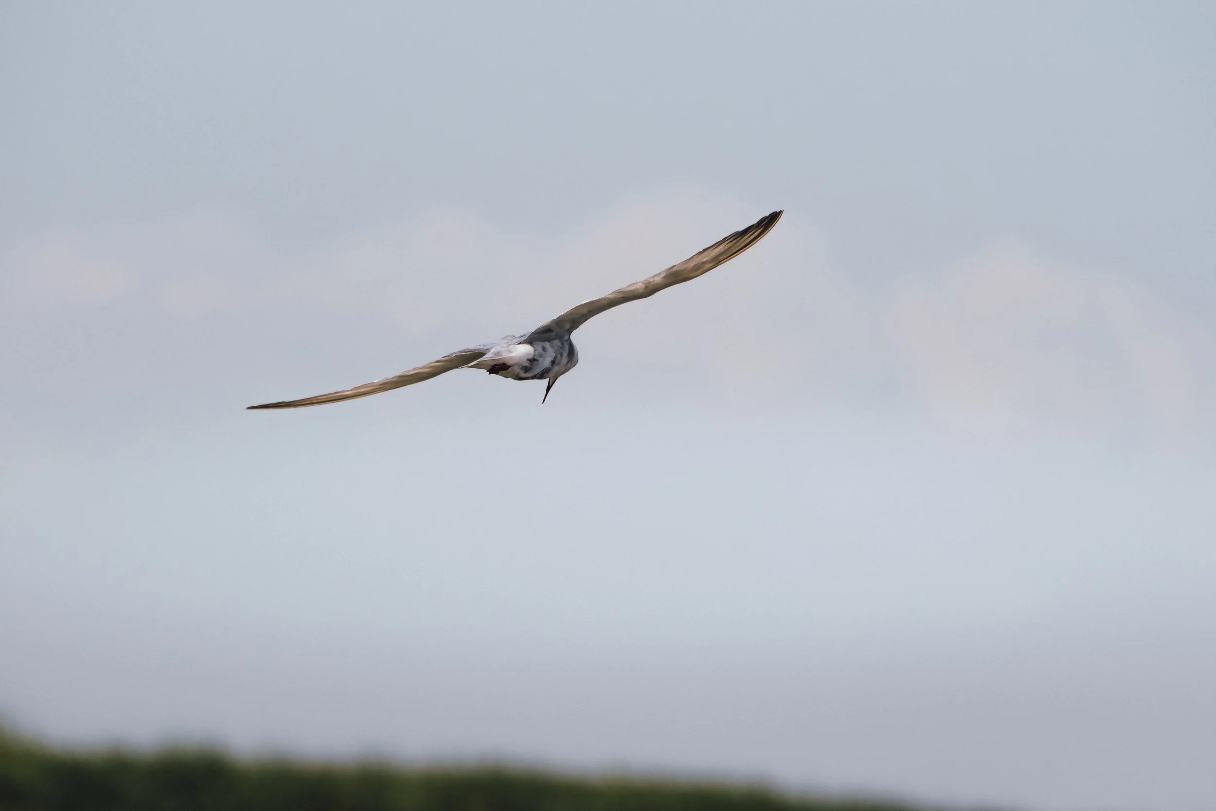 DSCF8055.jpg