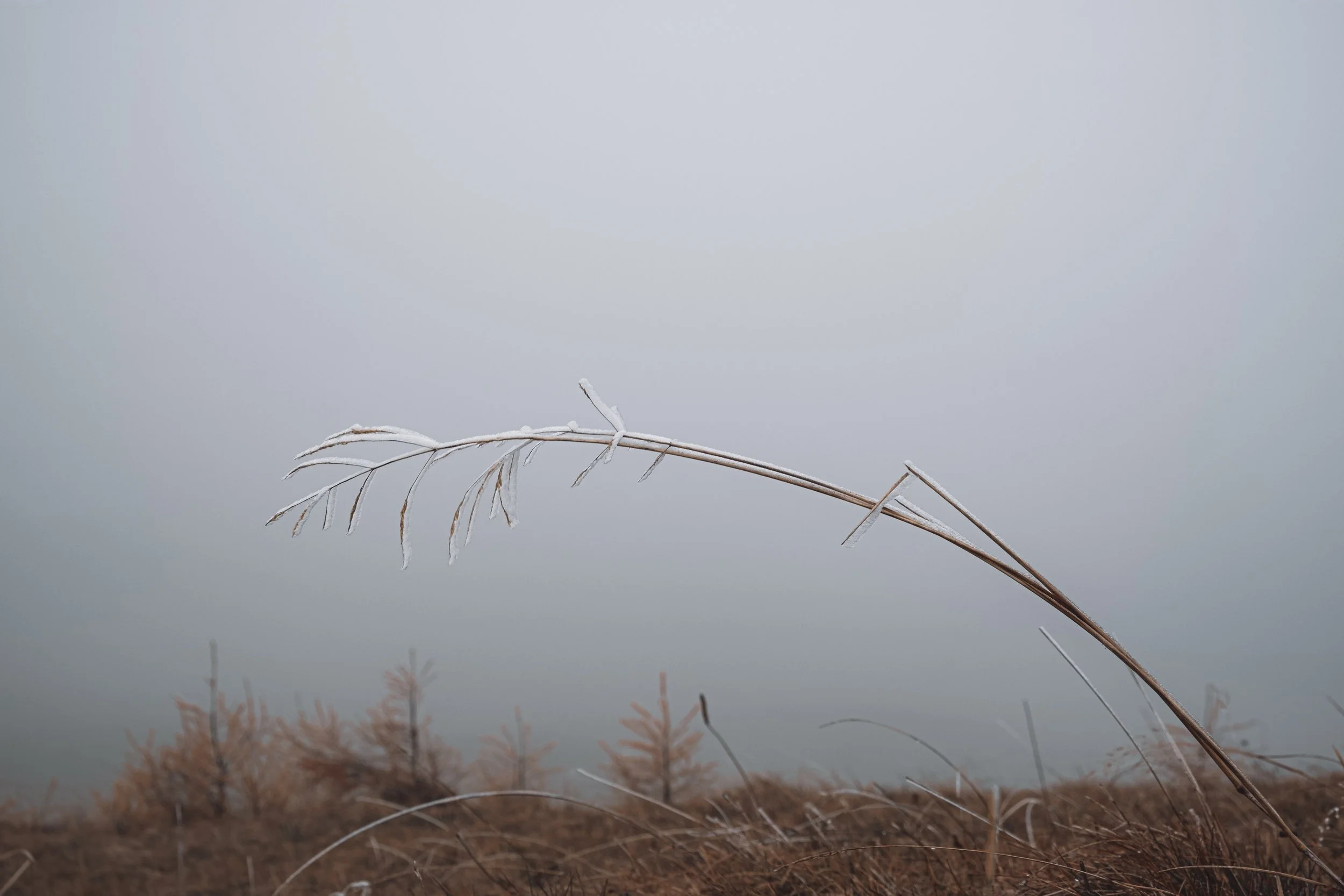 DSCF0745.jpg