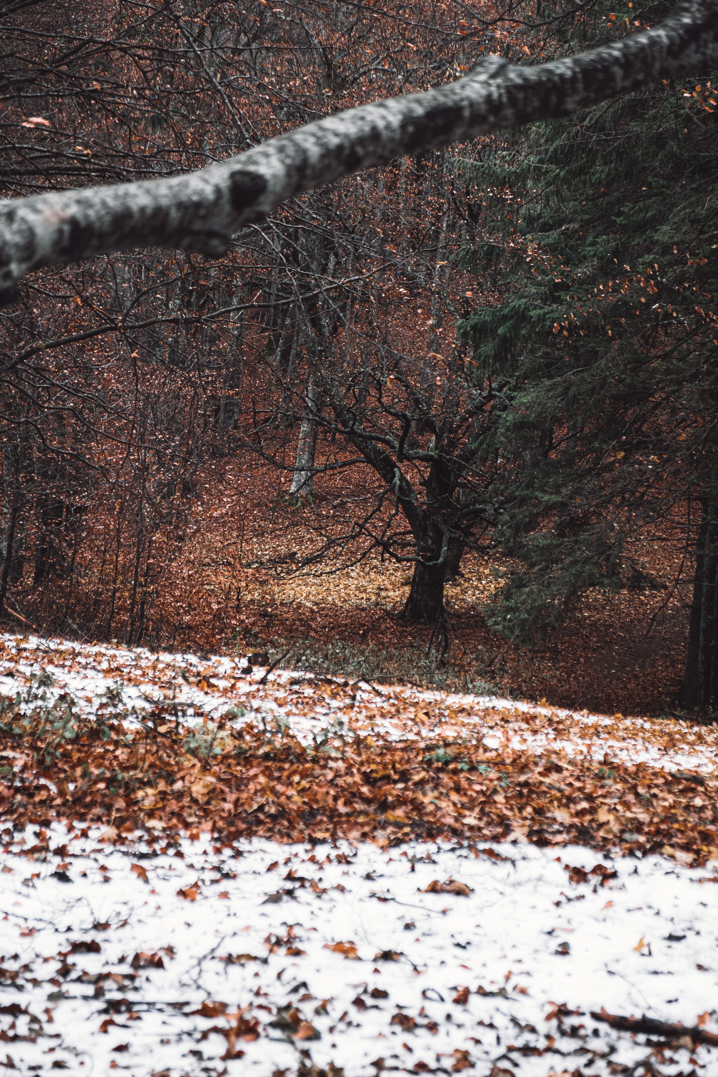 DSCF0576.jpg