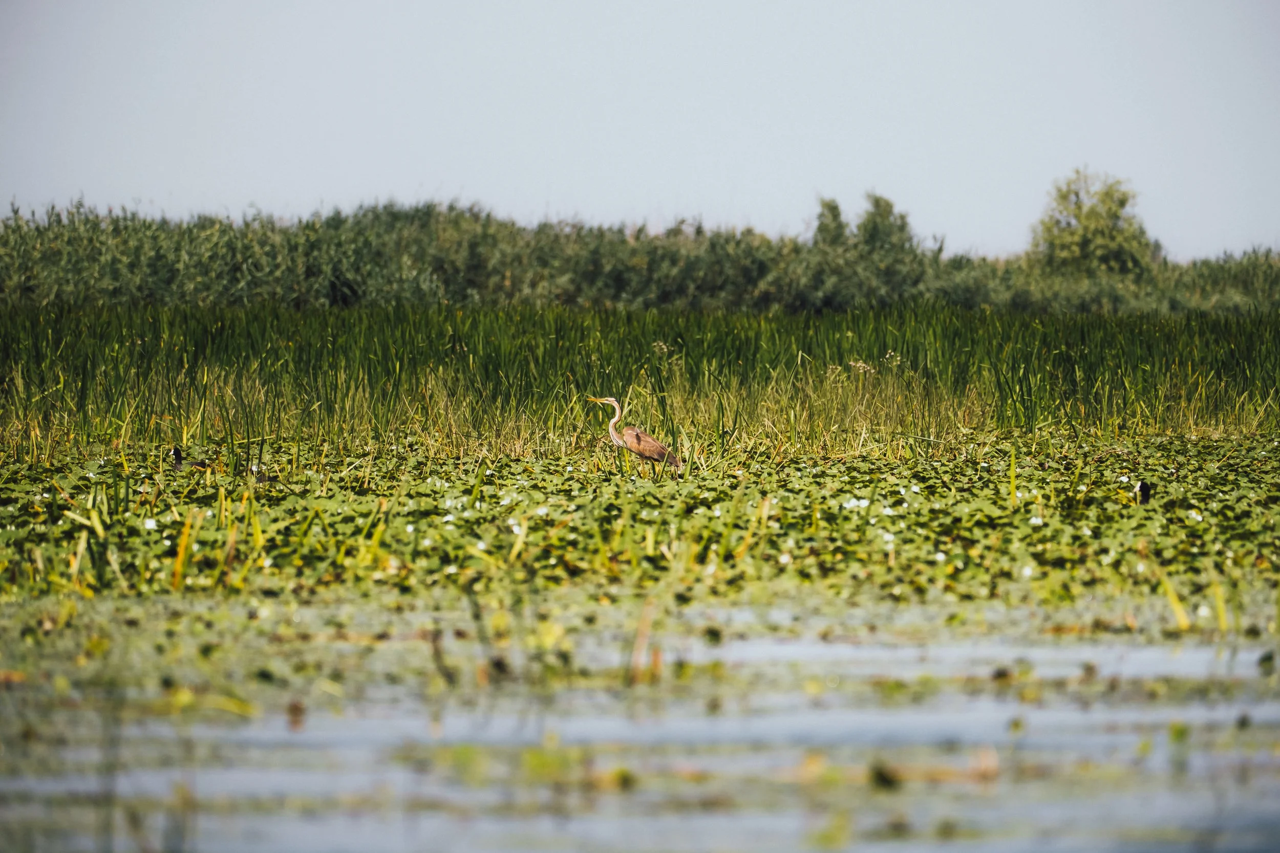 DSCF6720.jpg