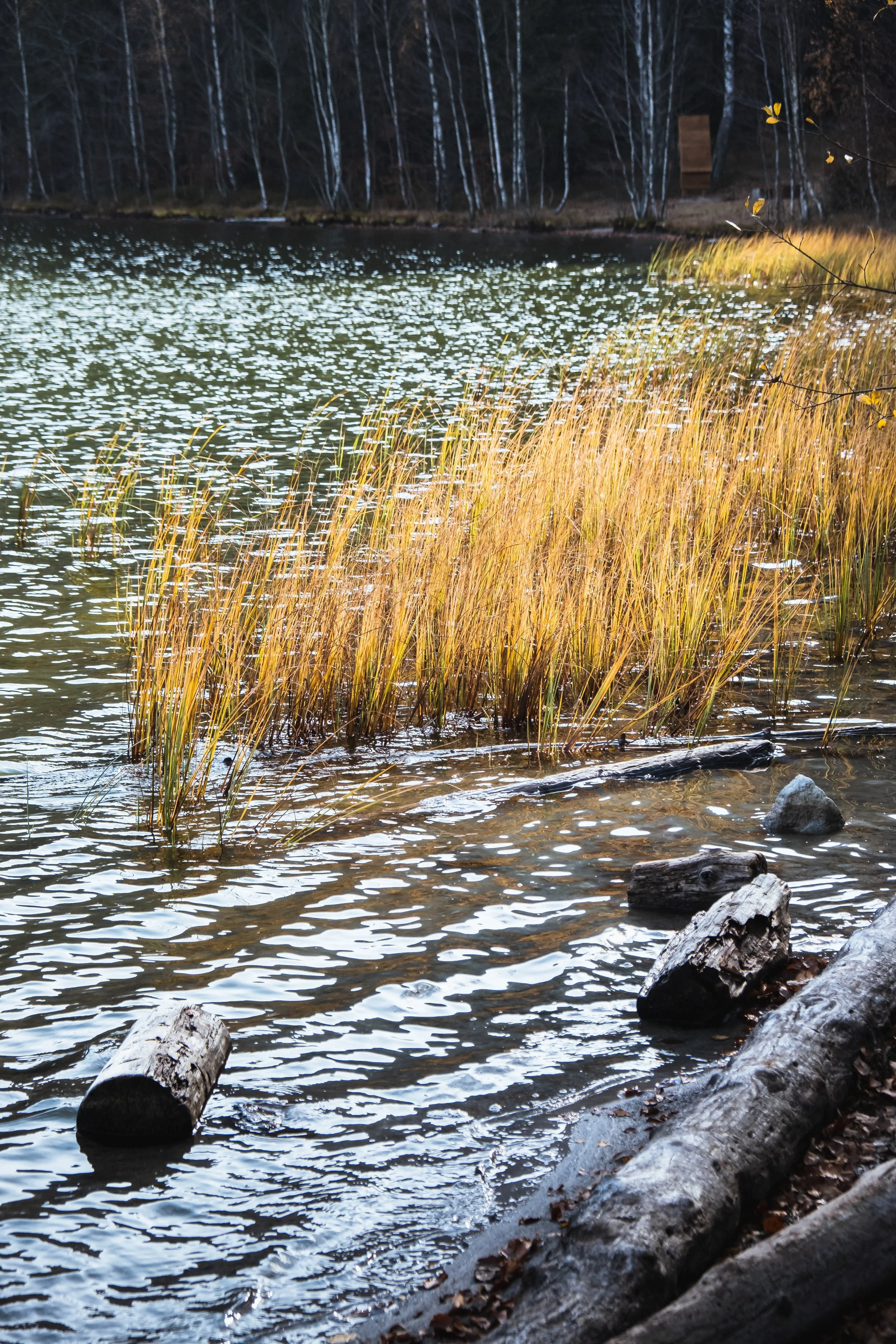 DSCF9397.jpg