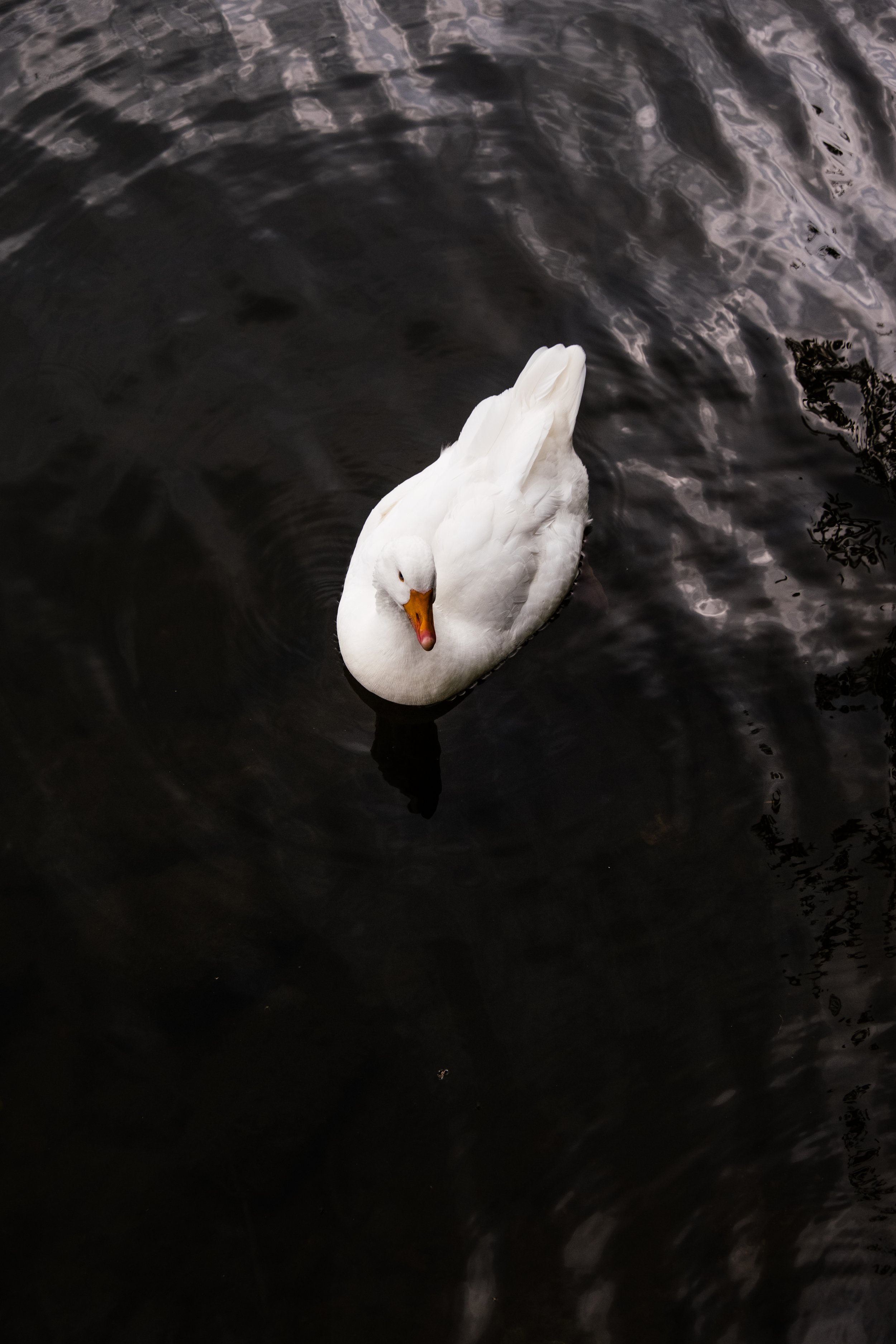DSCF3400.jpg