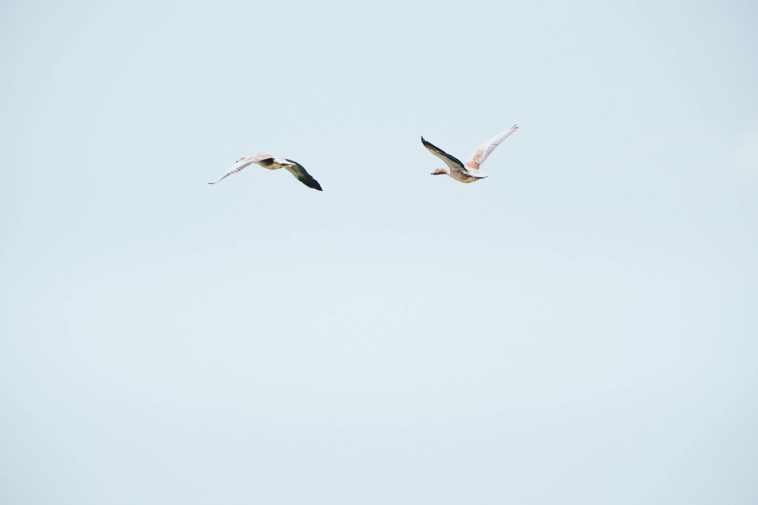 DSCF6764.jpg