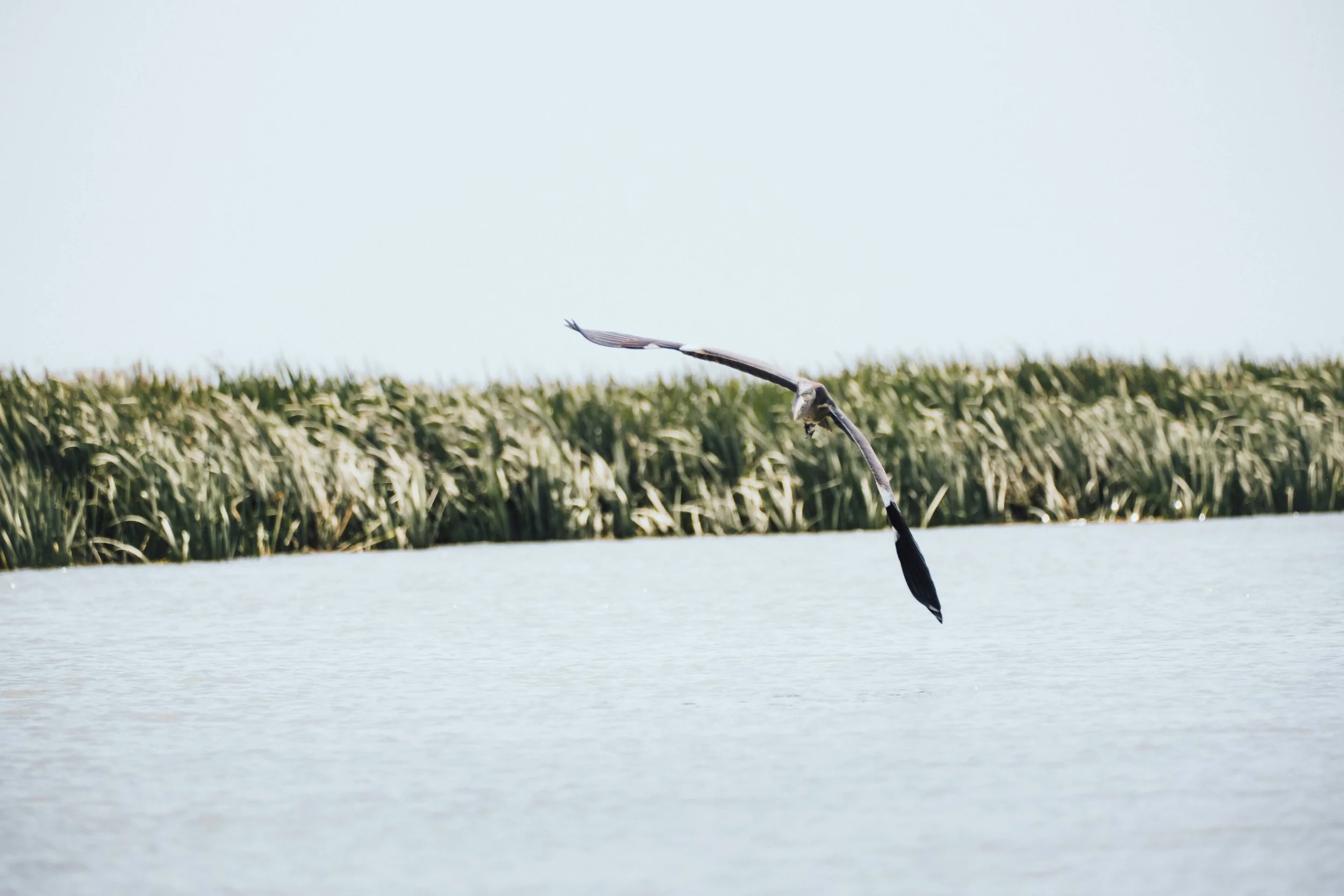 DSCF6373.jpg