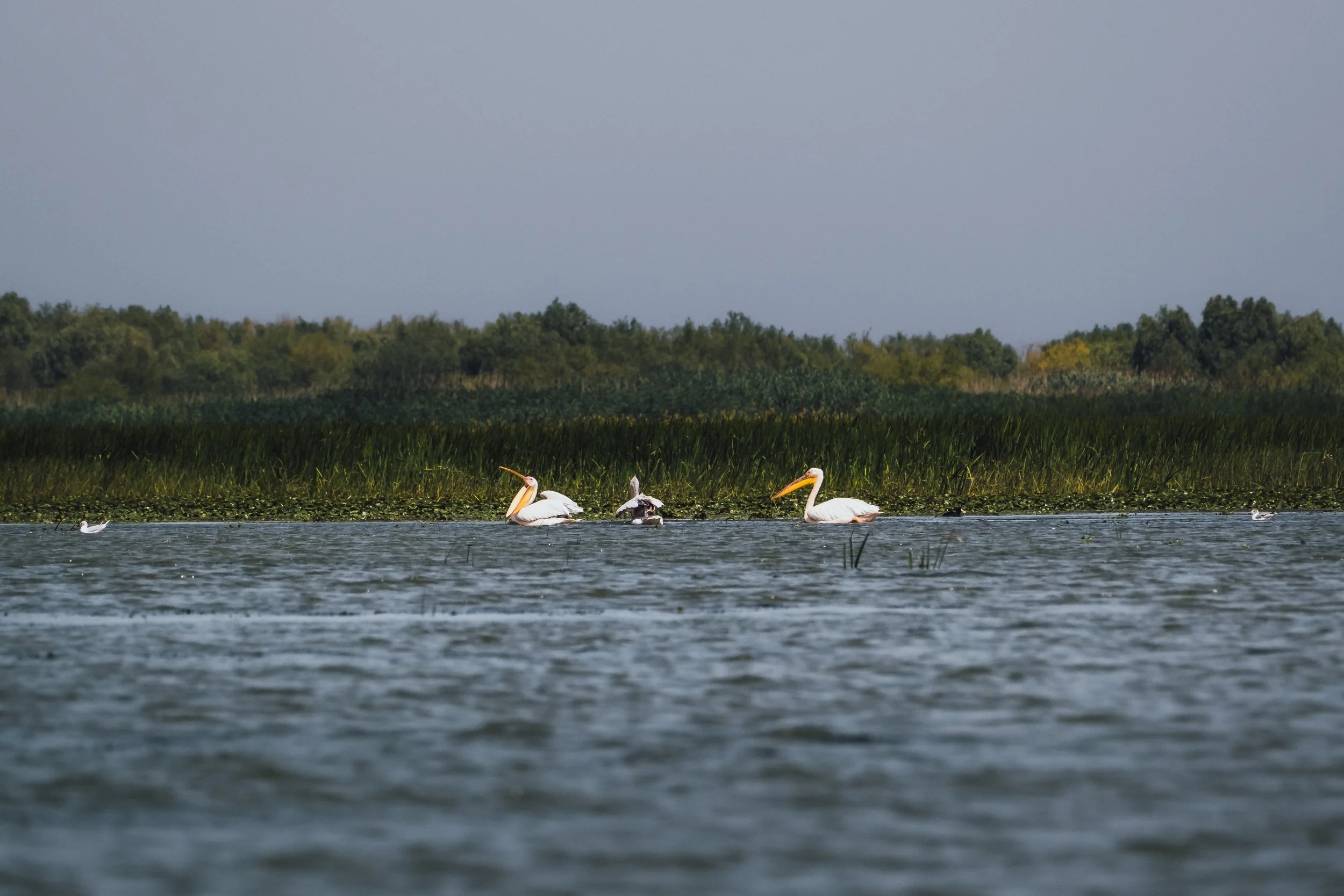 DSCF7886.jpg