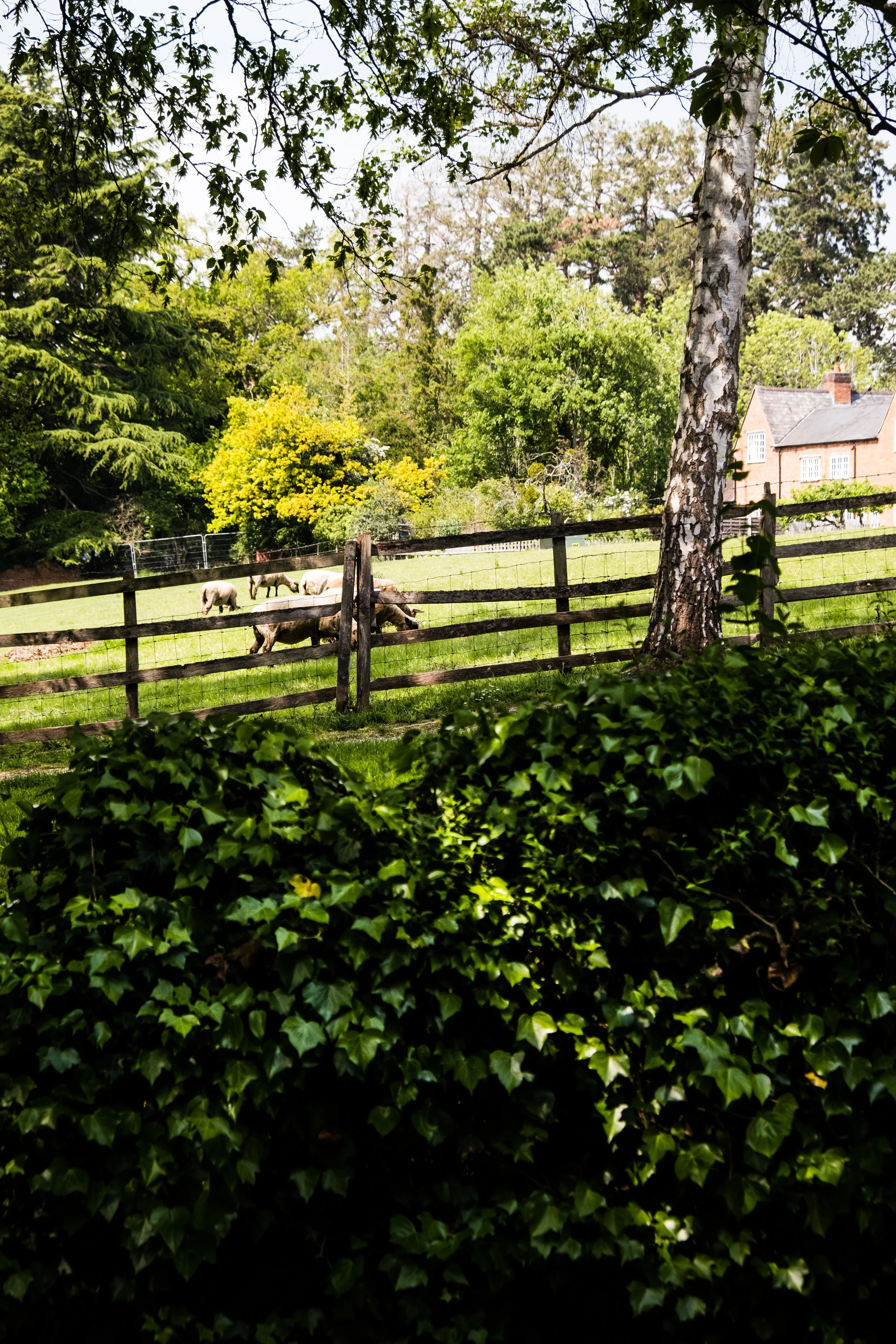 DSCF3596.jpg