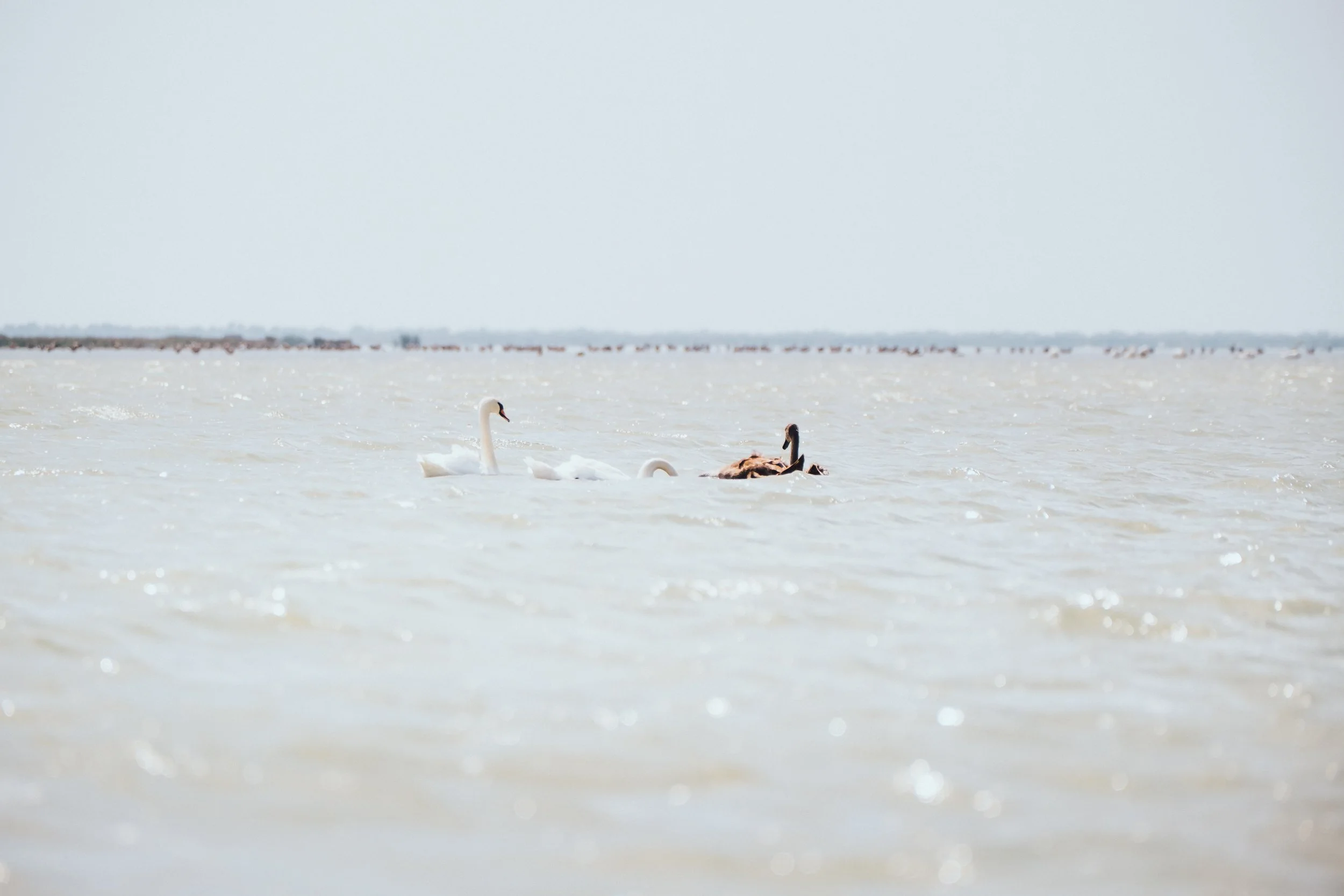 DSCF7137.jpg