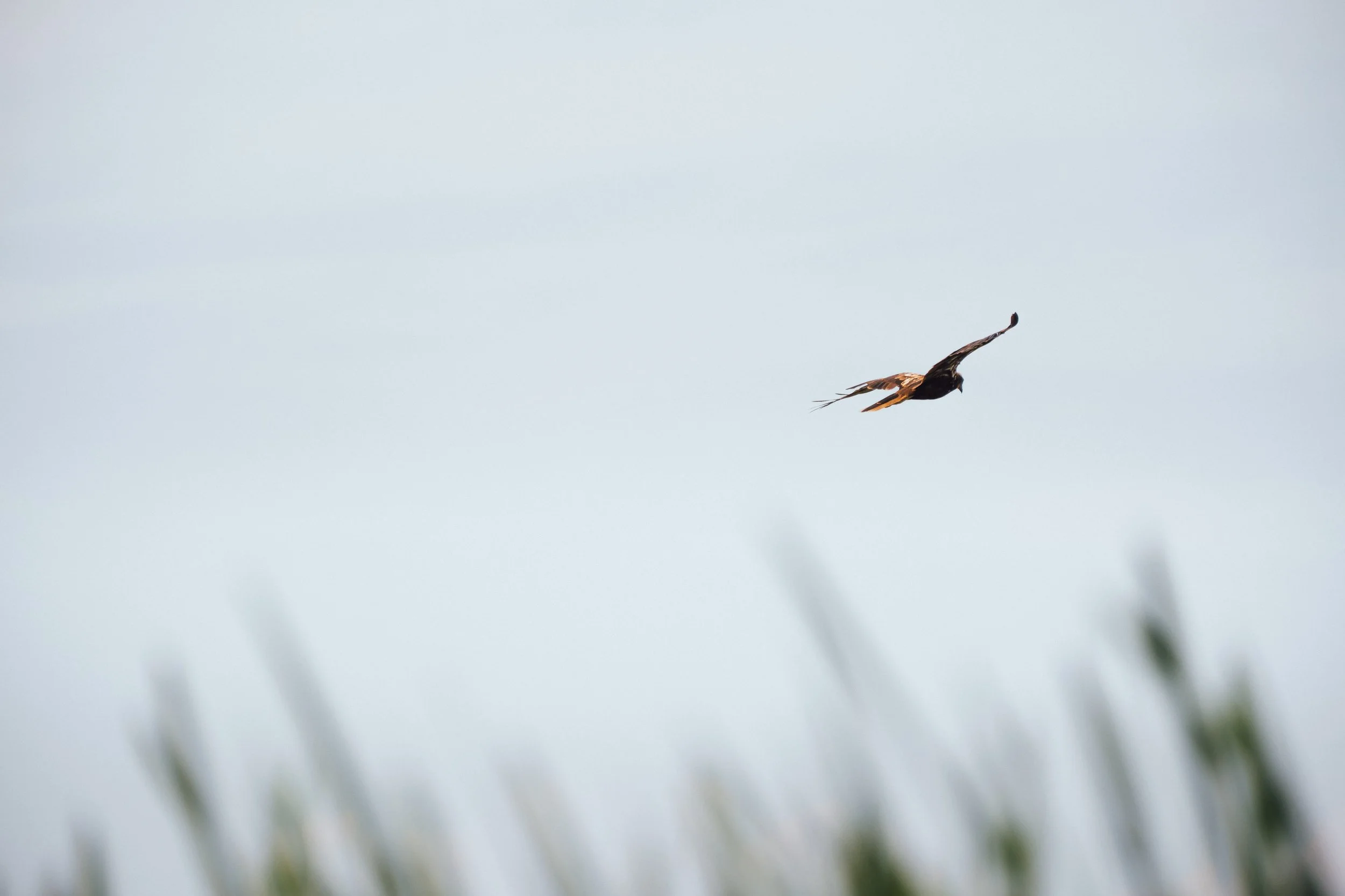 DSCF6450.jpg