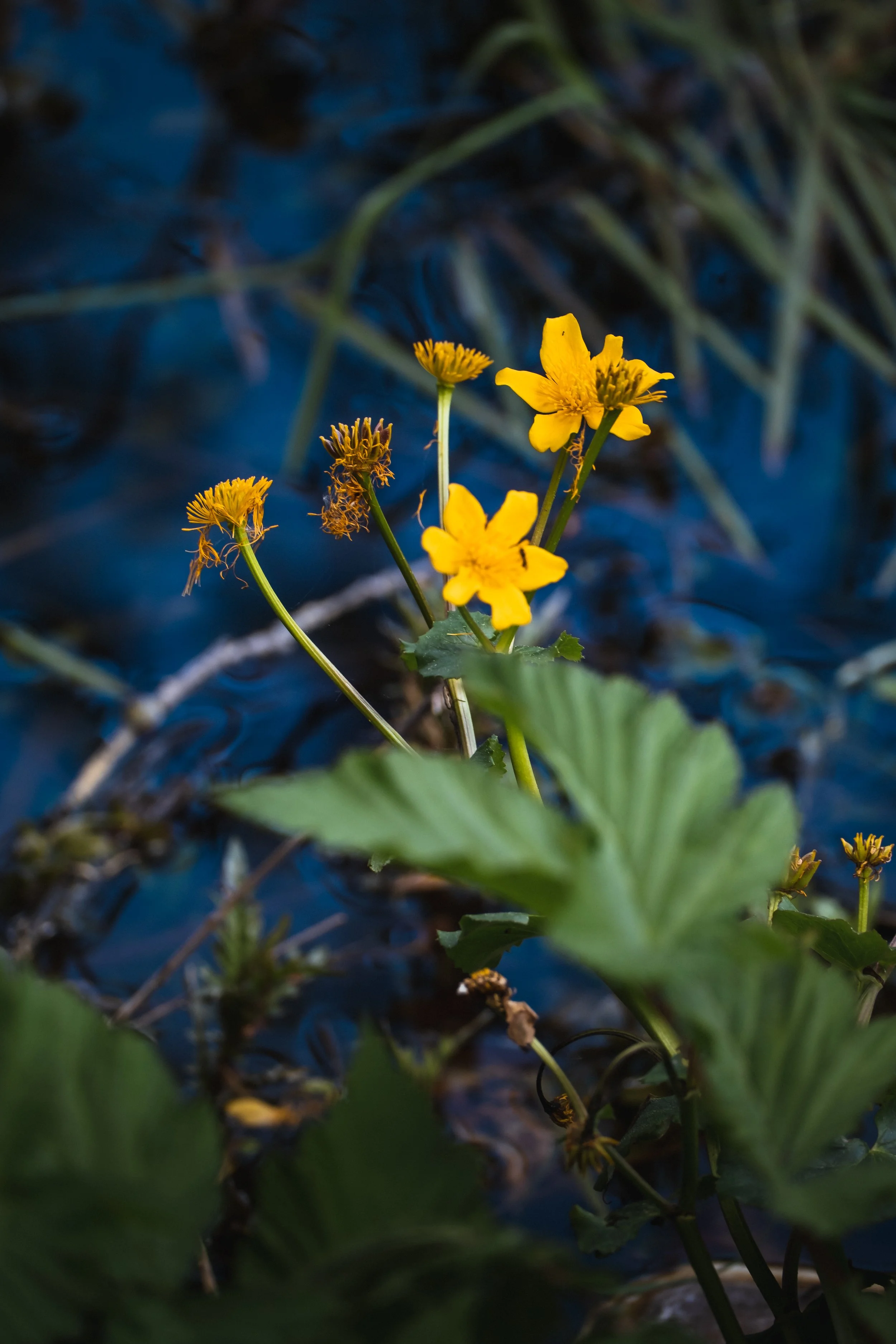 DSCF7645.jpg