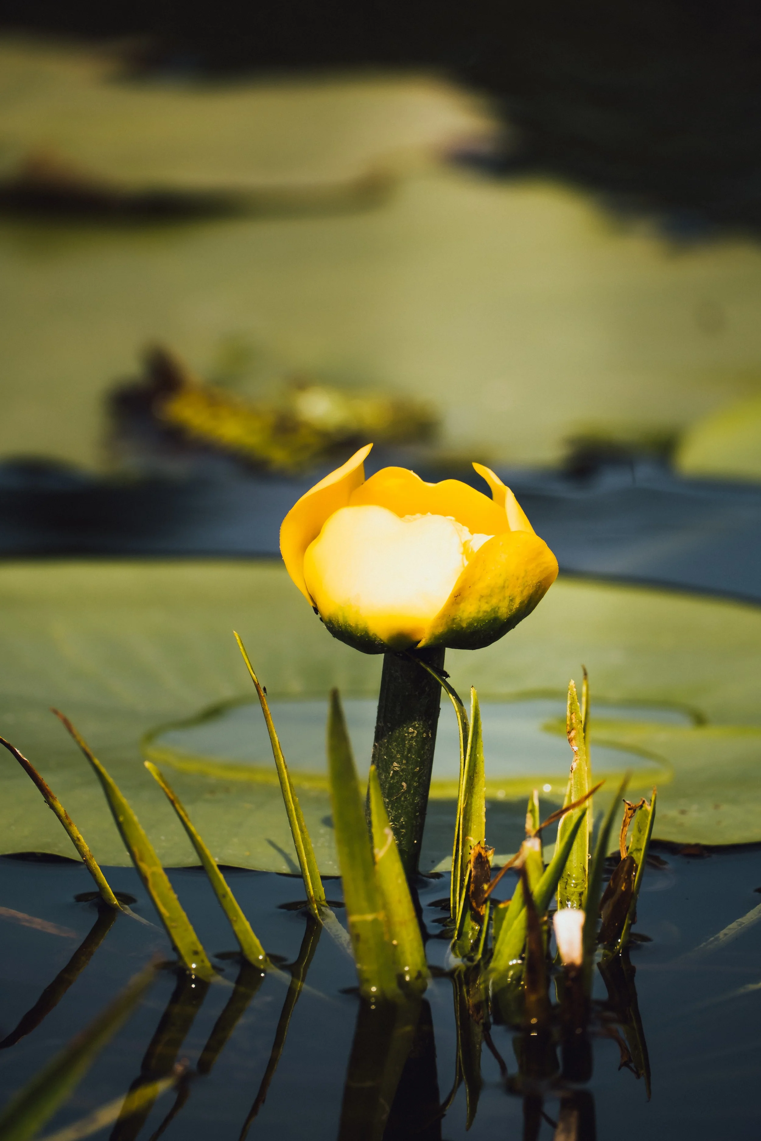 DSCF8732.jpg