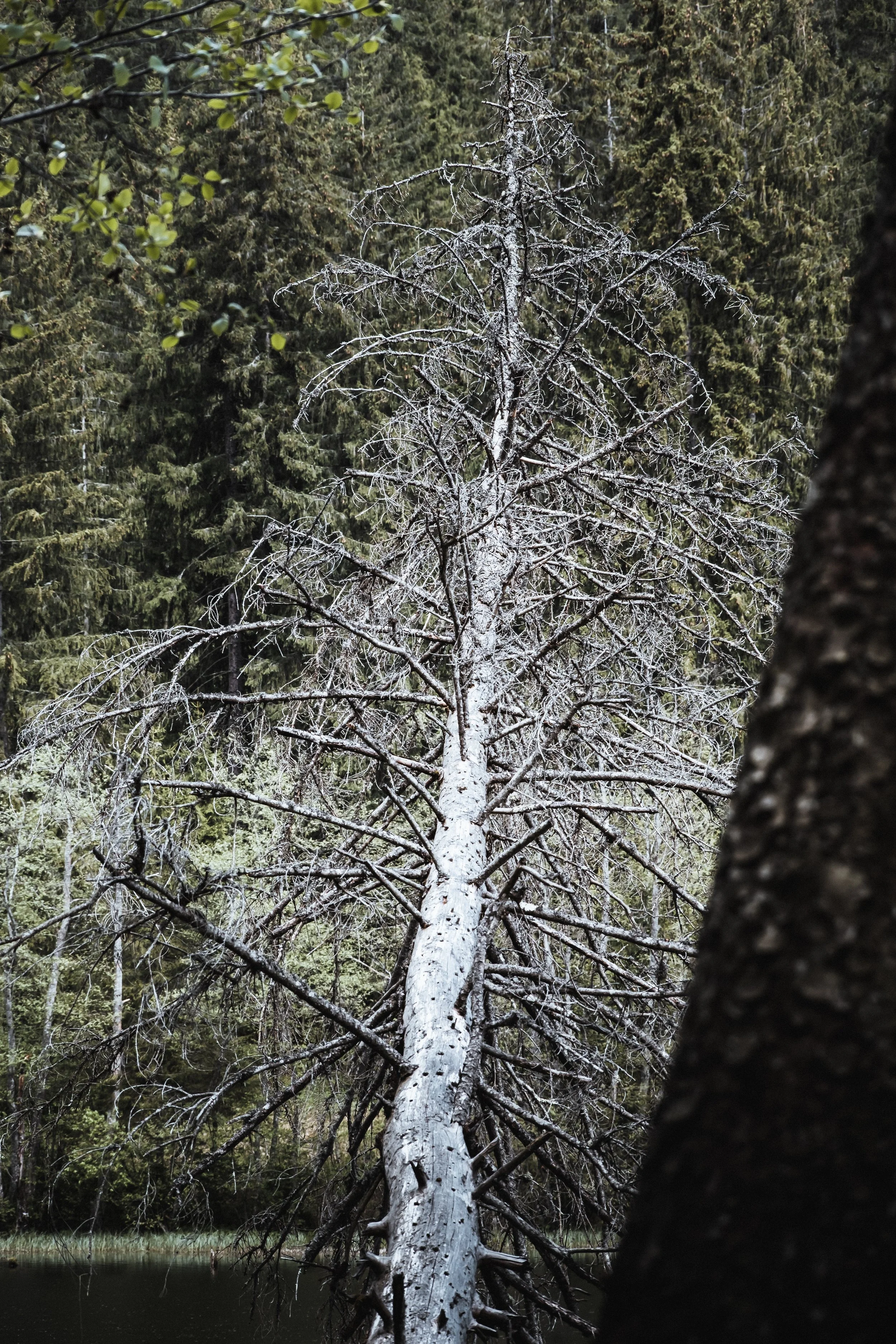 DSCF7648.jpg