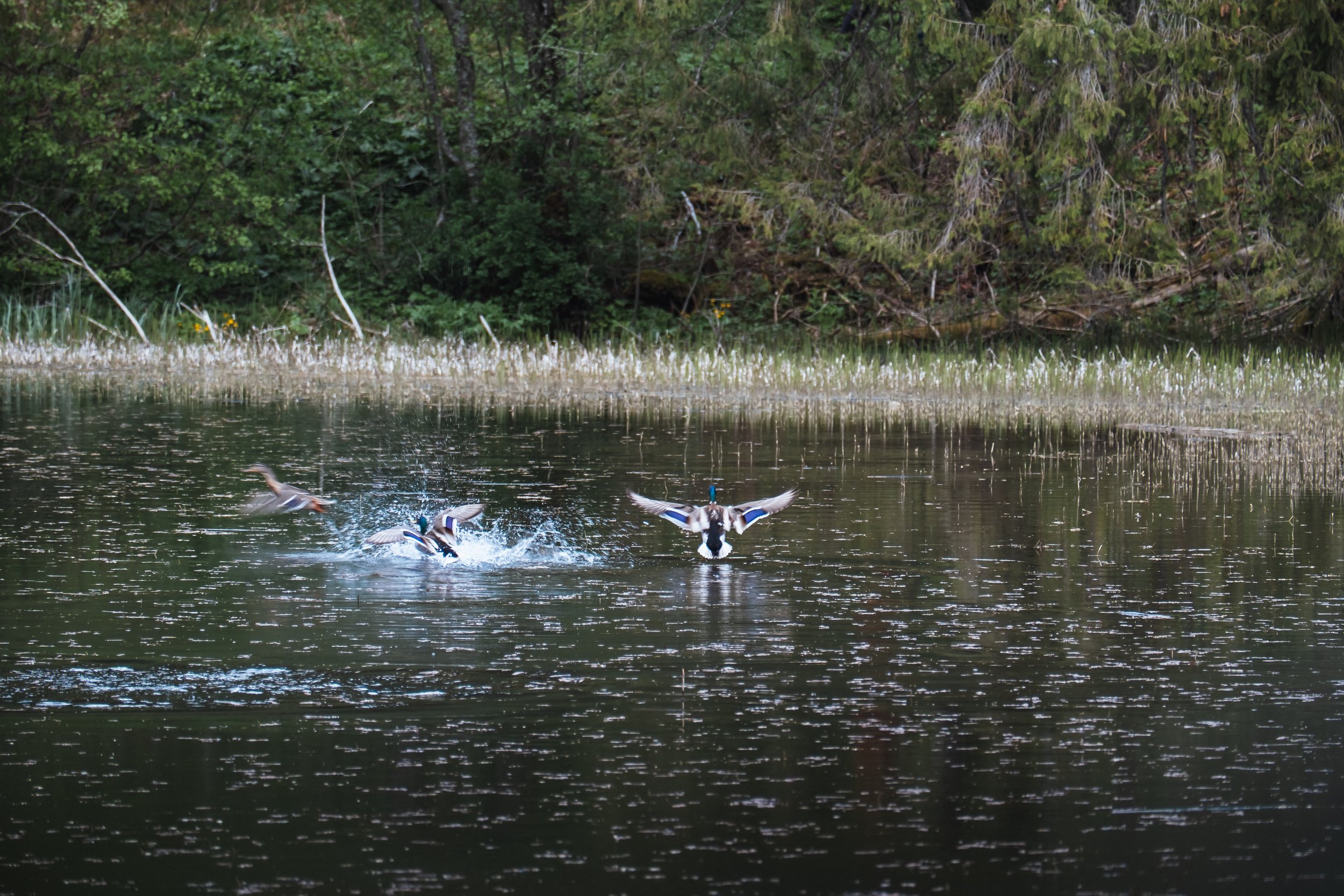 DSCF7622.jpg