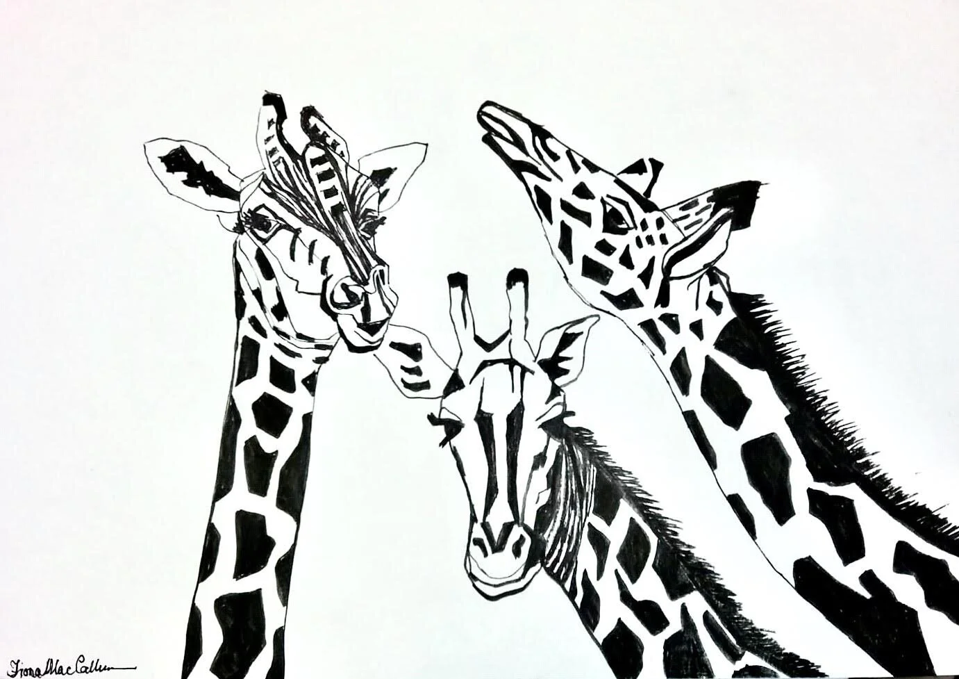 Giraffes  (40 x 40 cm Pen and Ink)