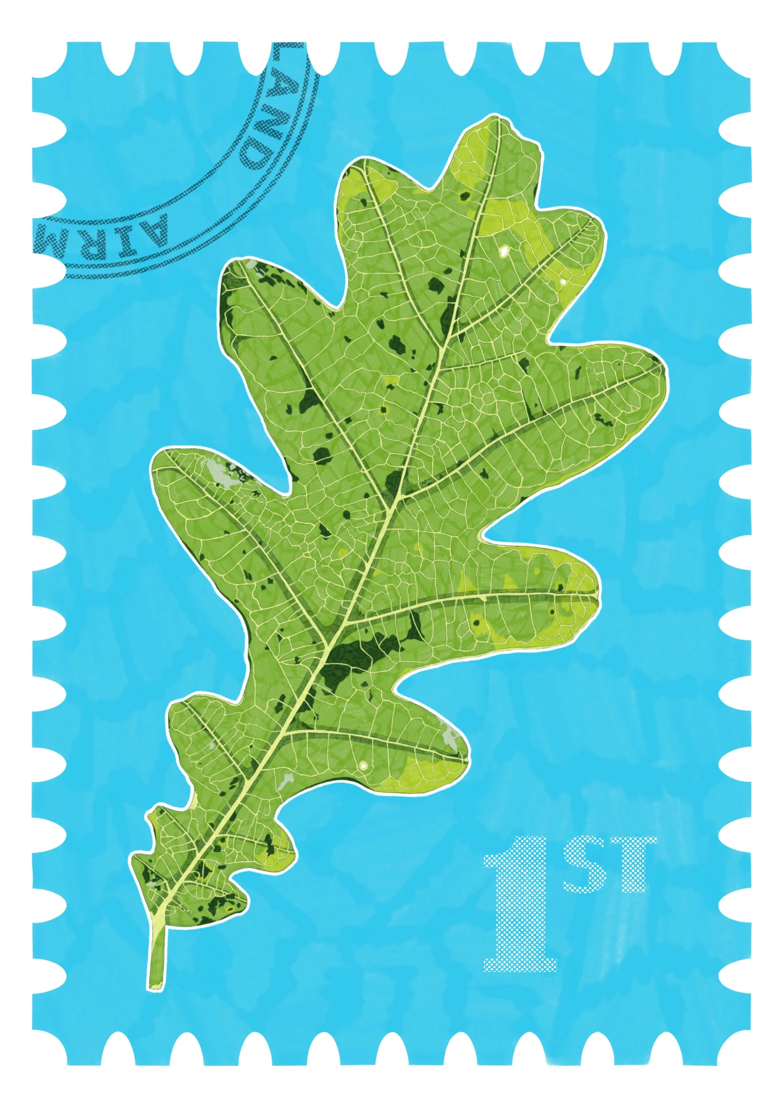 Jamie Baldrick Oak.JPG