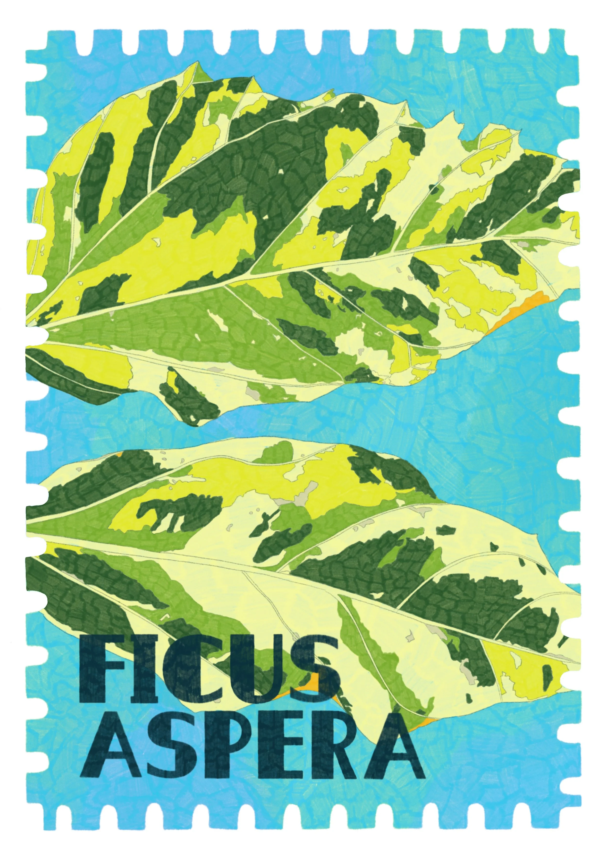 Jamie Ficus Stamp.JPG