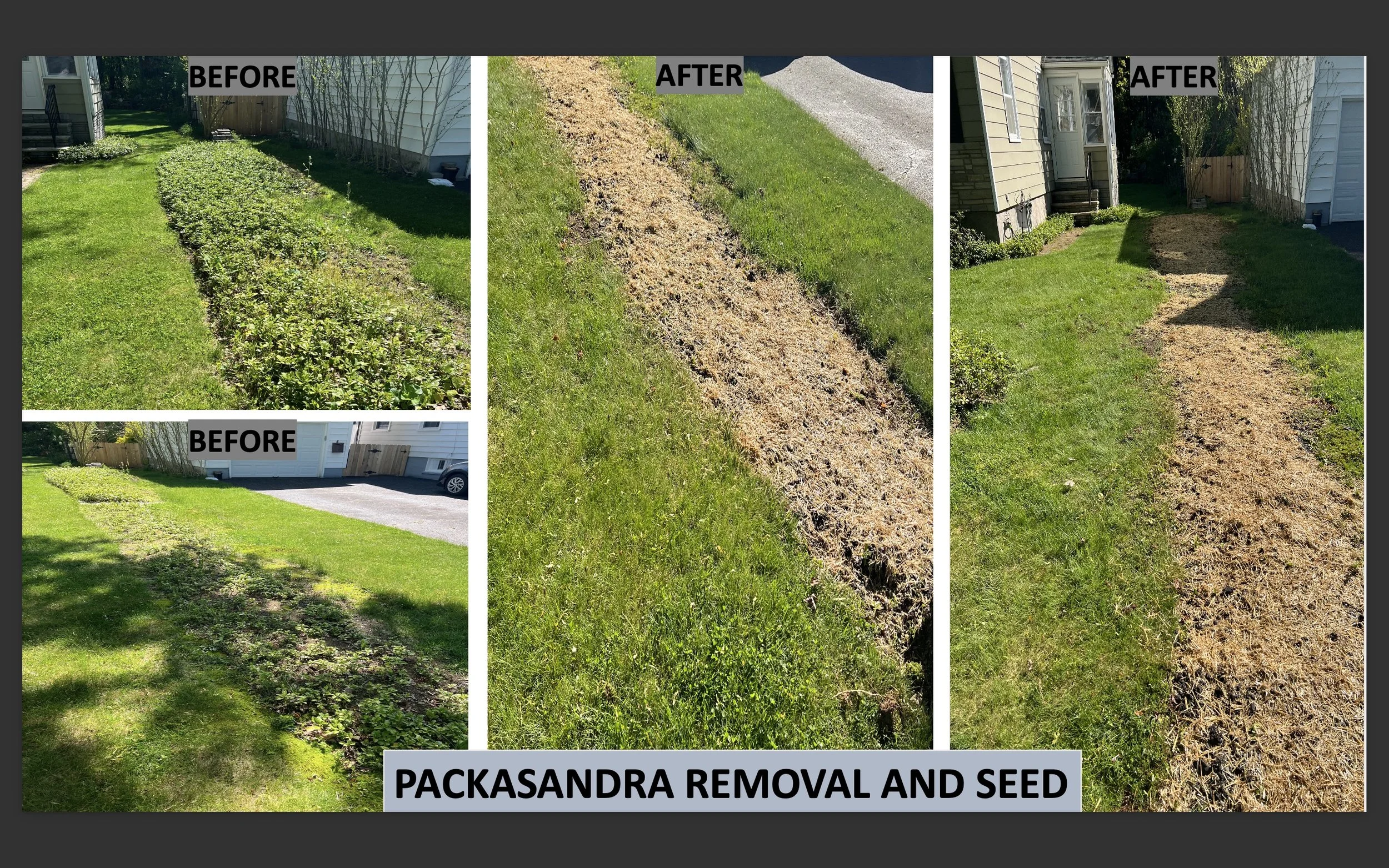 Packasandra removal and seed before and after.jpg