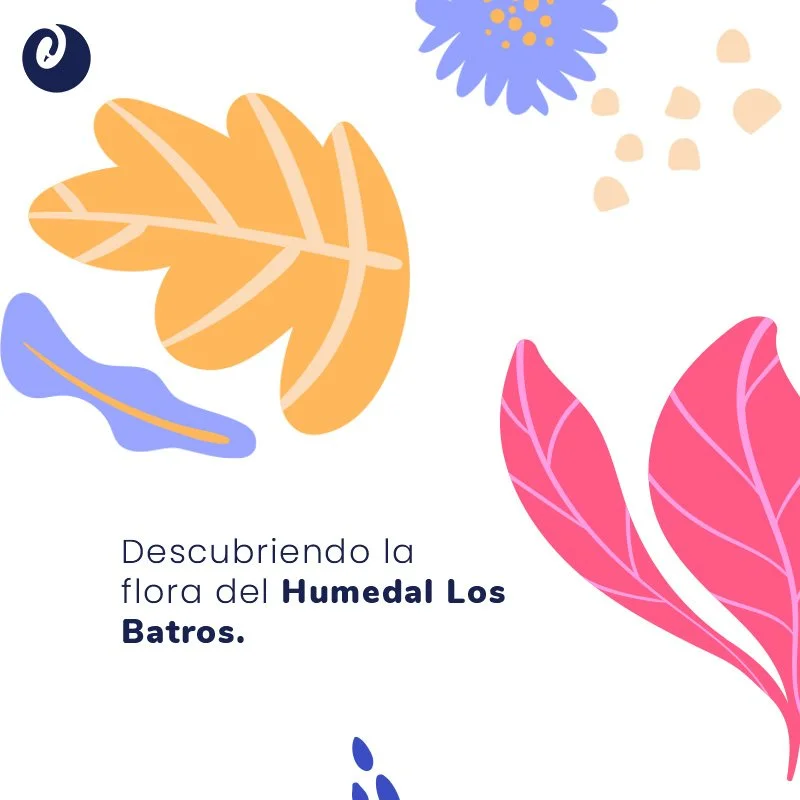 Humedal Los Batros Flora.jpg