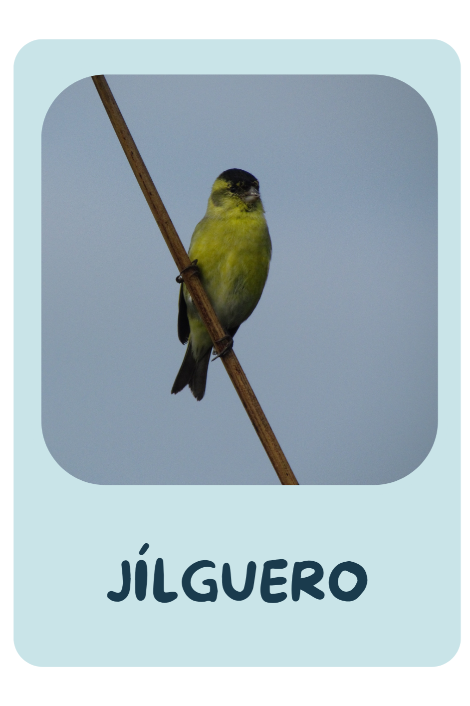 Alas del Santuario - Tarjetas Aves.png