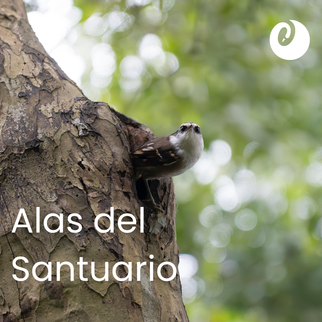 Fotos web CREASE.png