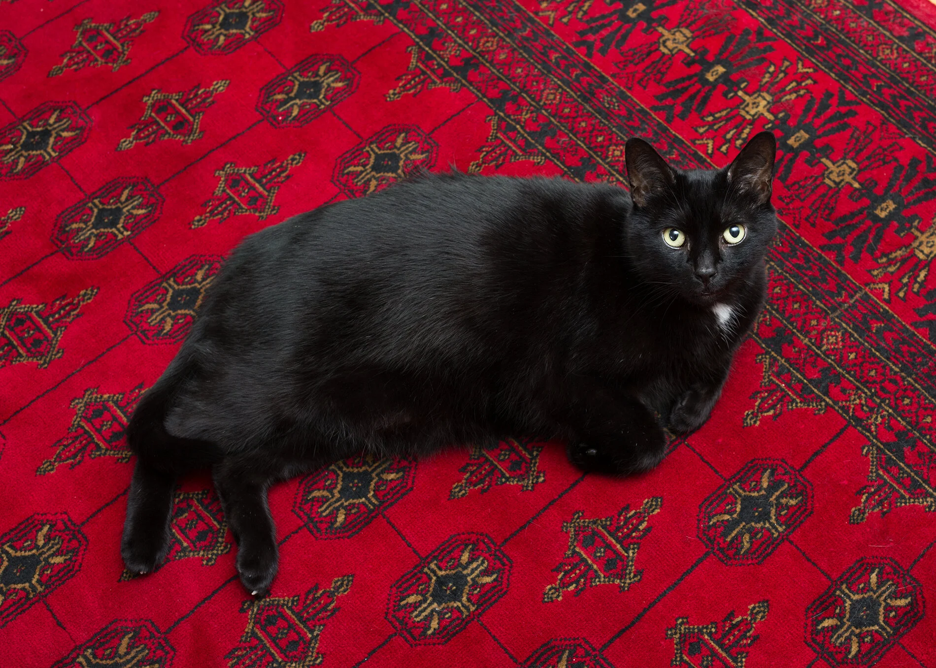 Tom
