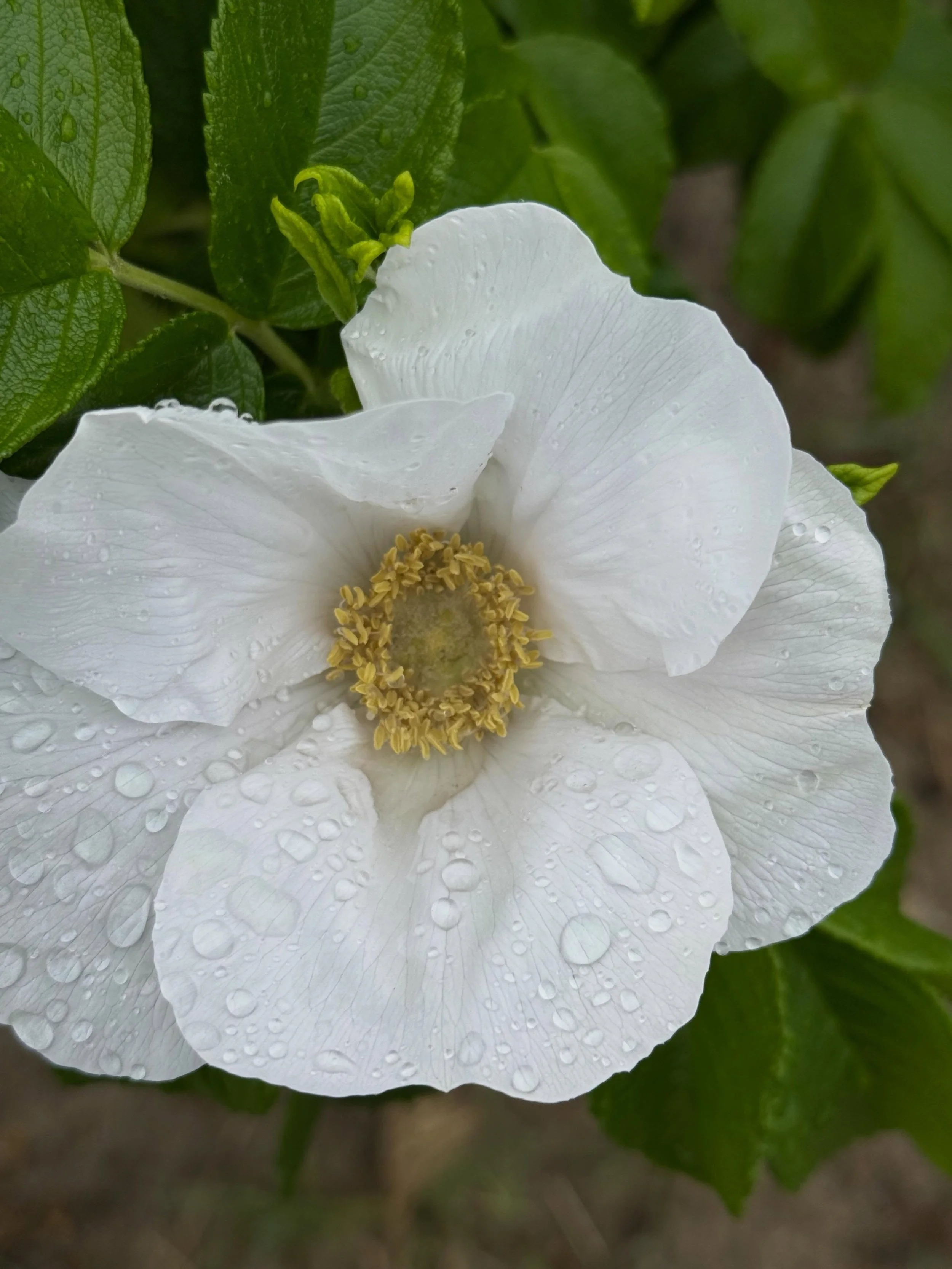 If you love Spring (and I do) then you also have to at least appreciate a good rainy day.
#spring #beachwalk #rainy