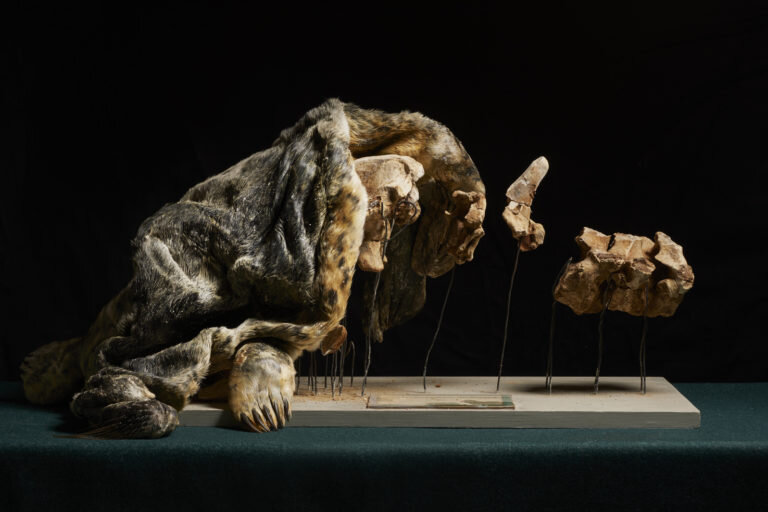 Stillbild från Naturhistoriska riksmuseet, Stockholm © Signe Johannessen och Gustav Almestål