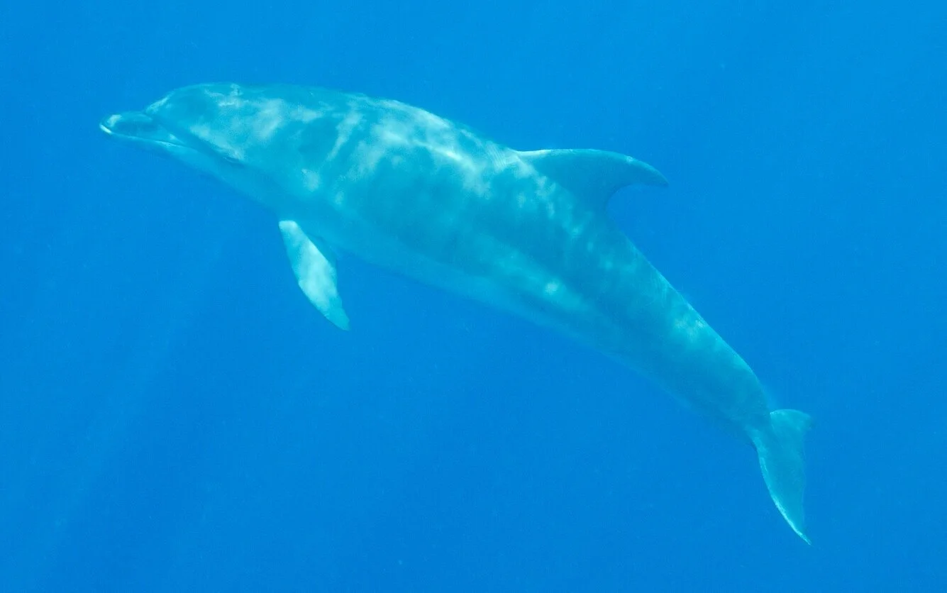 Nage avec les Dauphins