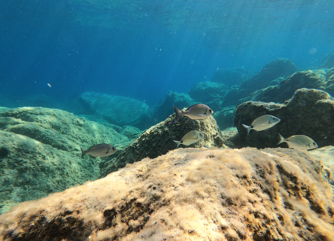 Aquarium au Rocher du Taravo
