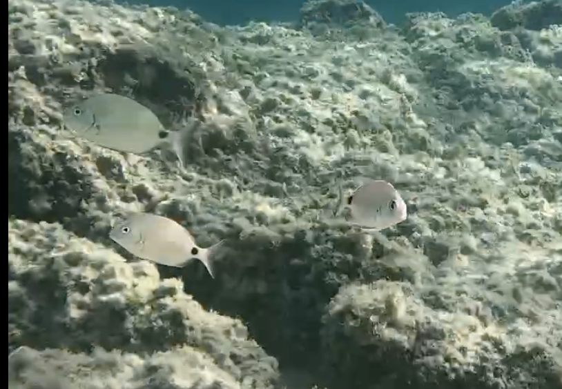 Aquarium pour se détendre