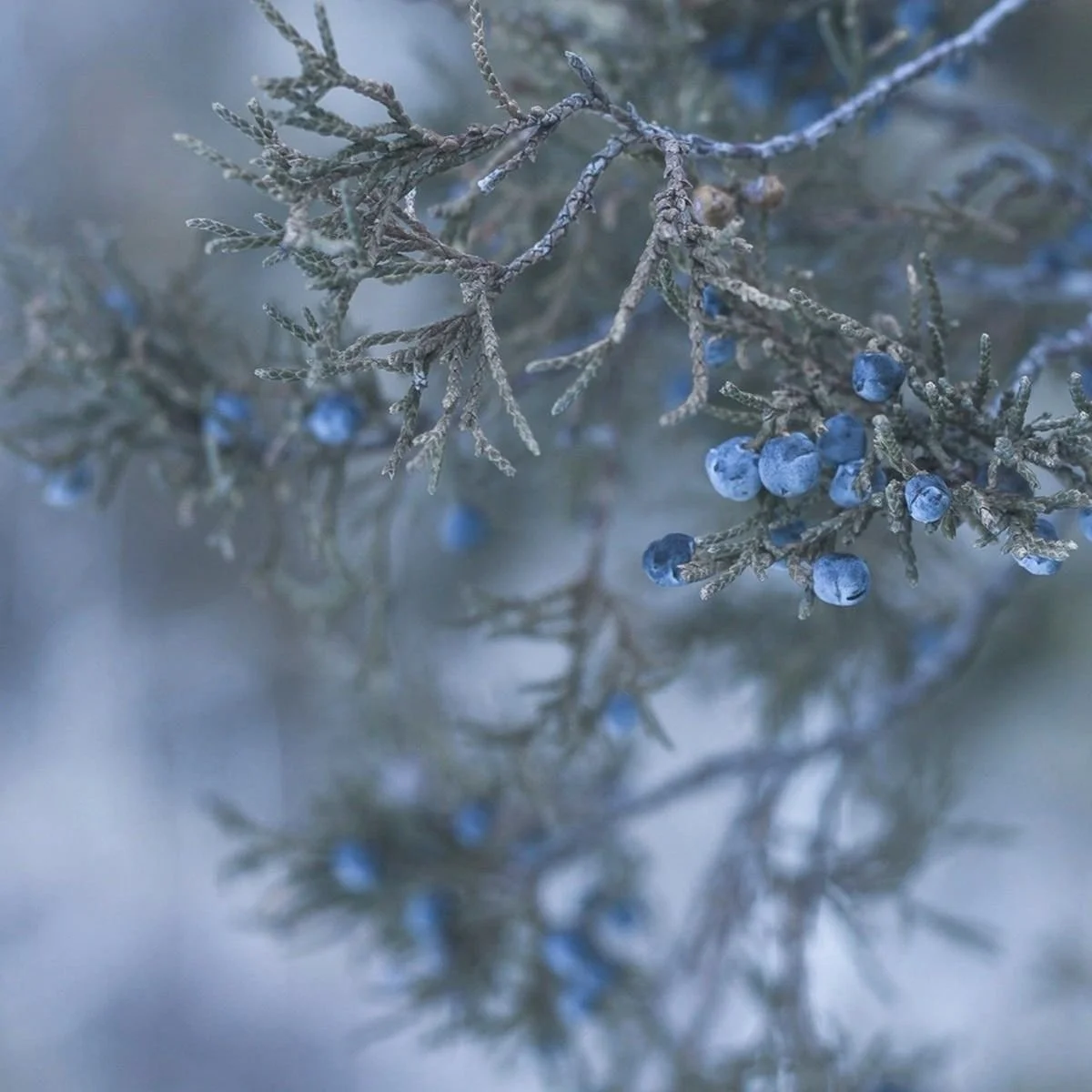 Beeren, Frost, Winter, blau