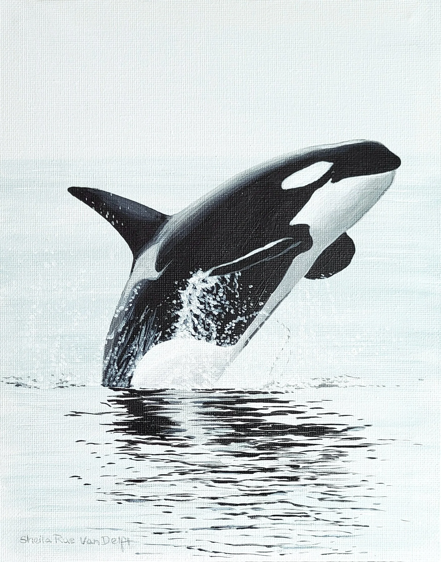 Orca 8x10