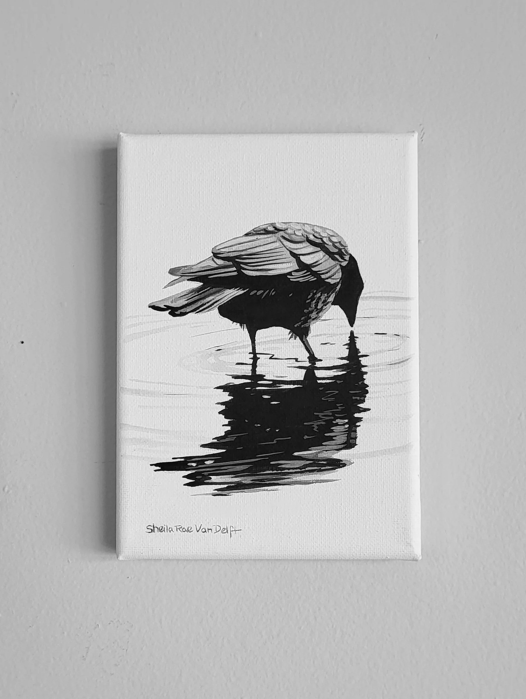 Crow Reflection 5x7