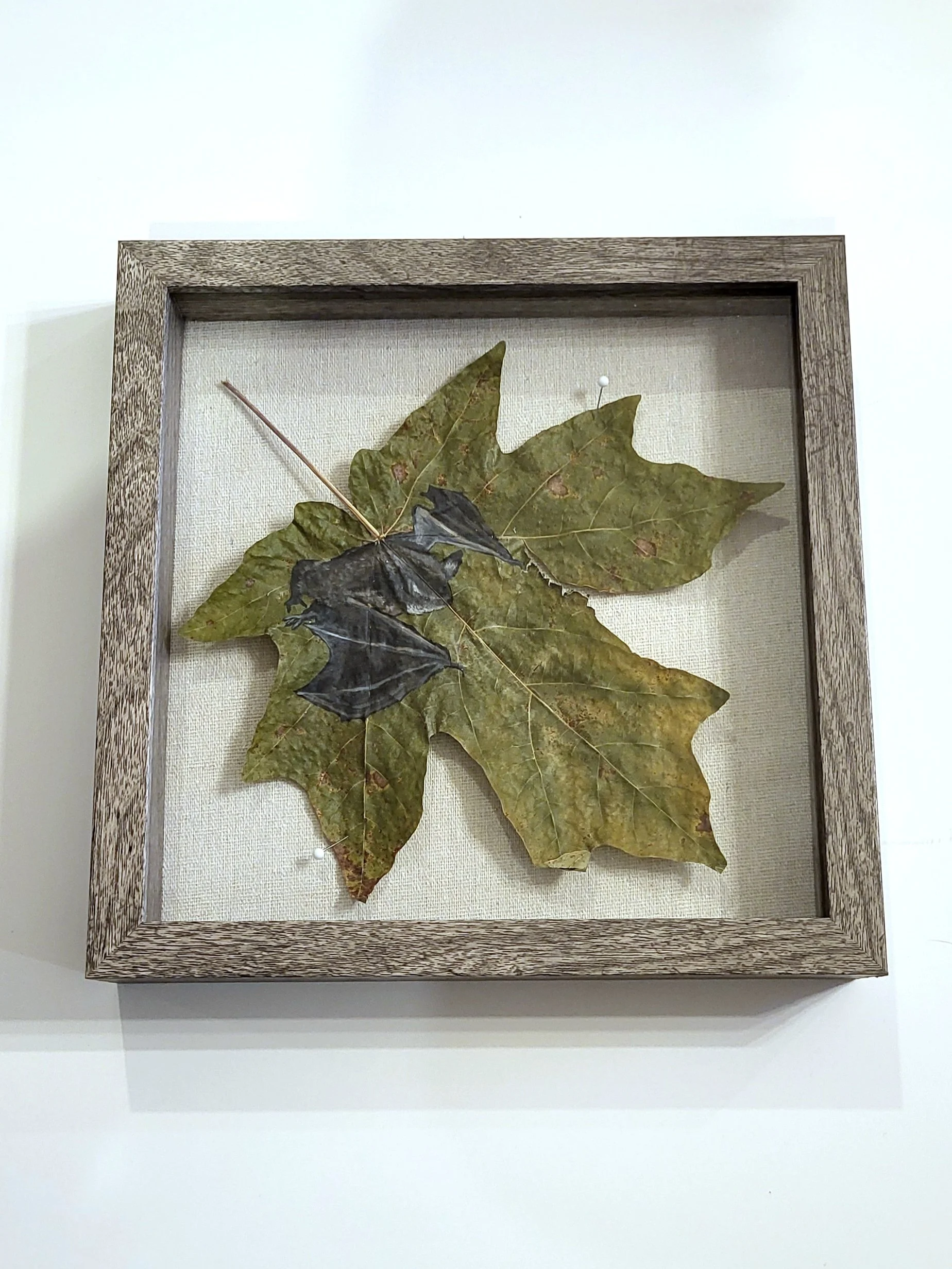 Little Brown Bat 9x9