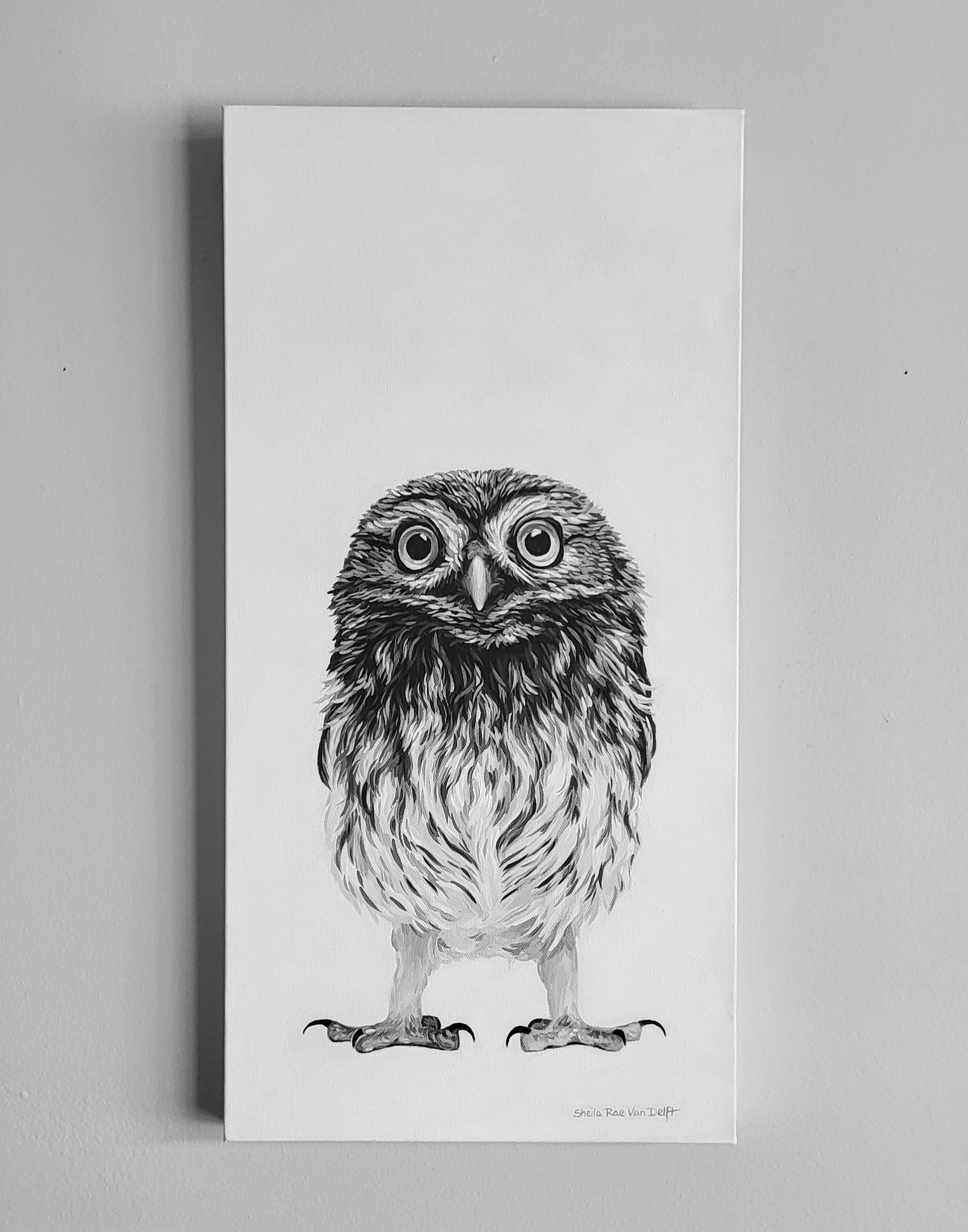 Little Owl 24x12