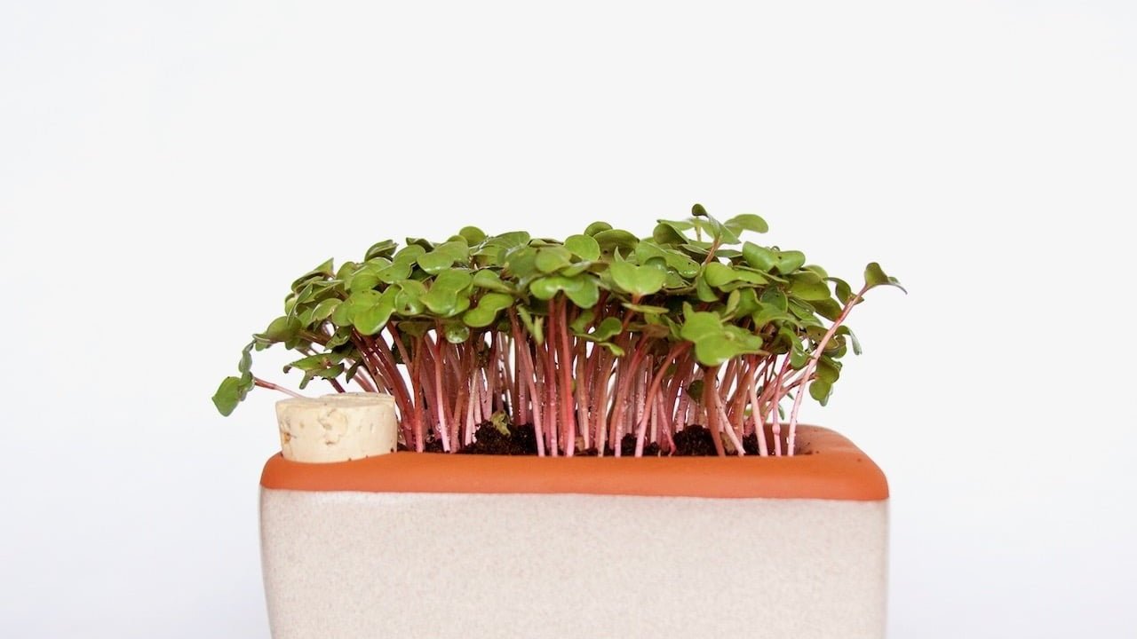  Image from  Bay Area Made  