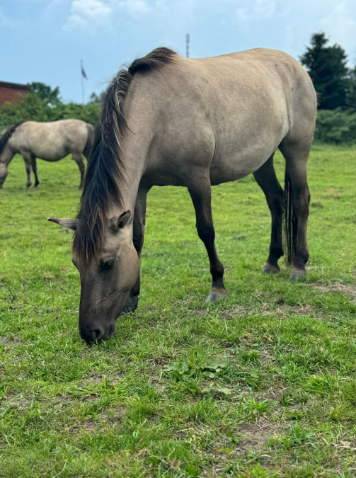 Eefje van Meinerswijk